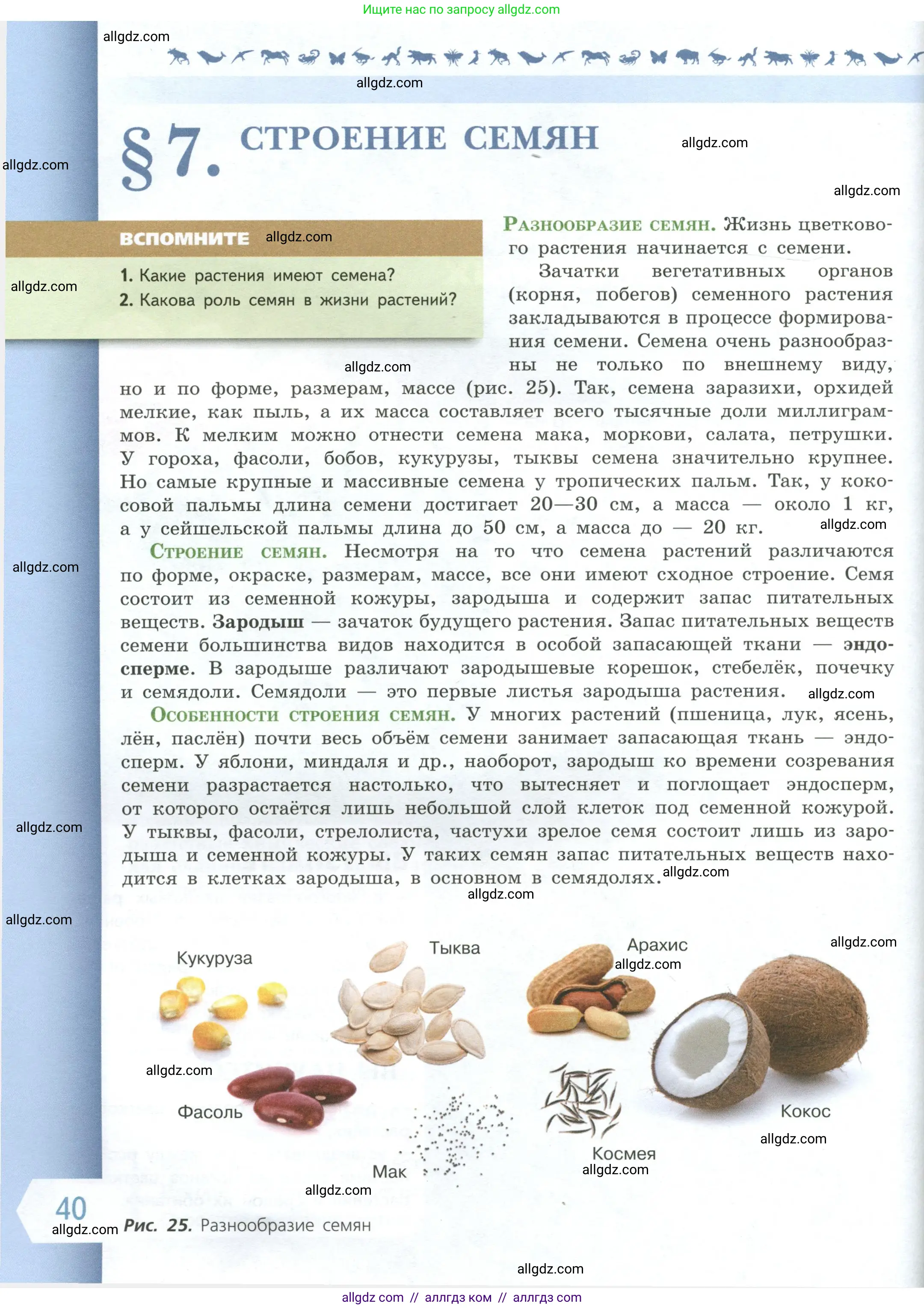 Биология, 6 класс Учебник, авторы: Пасечник Владимир Васильевич, Суматохин Сергей Витальевич, Гапонюк Зоя Георгиевна, Швецов Глеб Геннадьевич, издательство Просвещение, Москва, 2023, белого цвета, страница 40