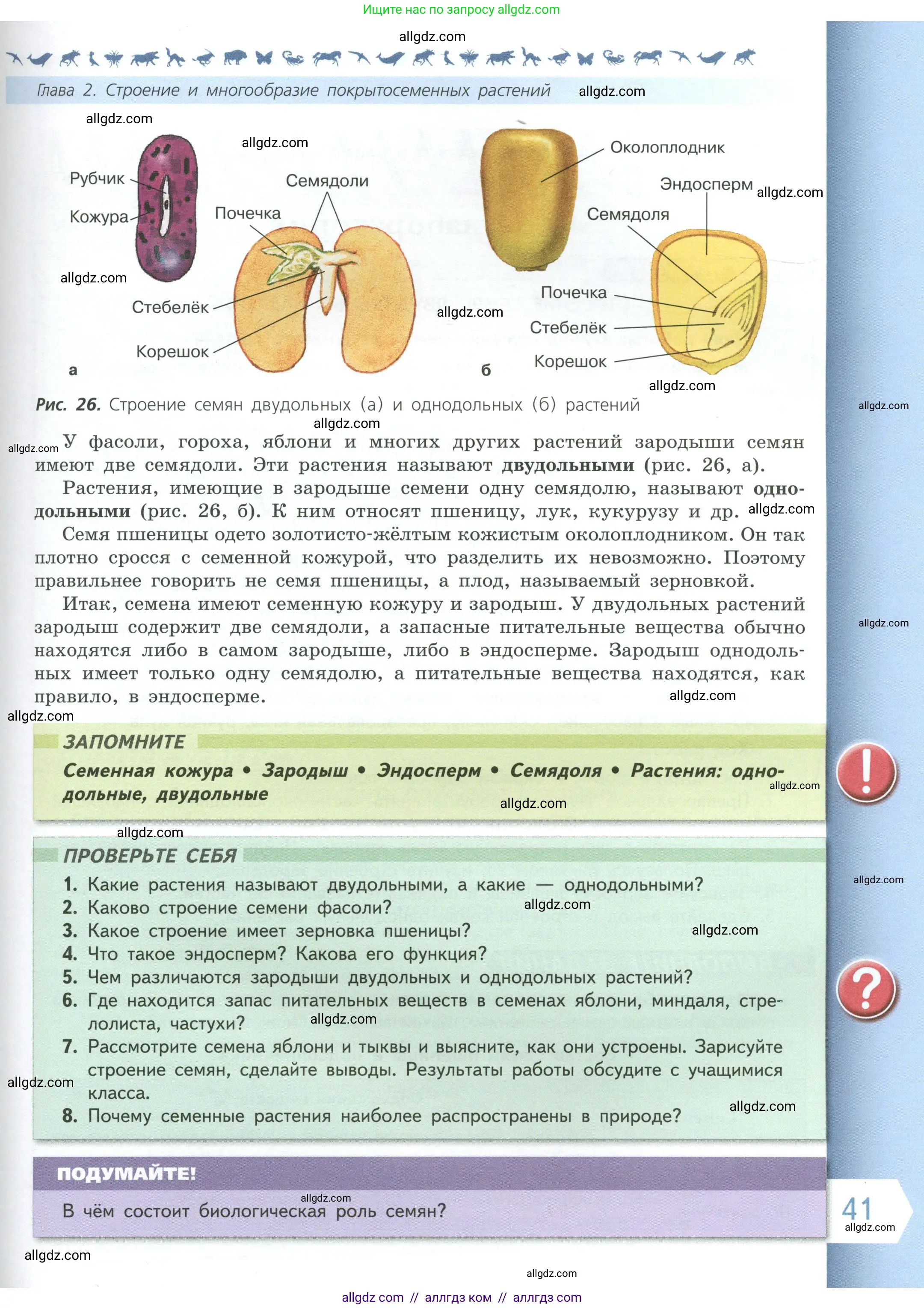 Биология, 6 класс Учебник, авторы: Пасечник Владимир Васильевич, Суматохин Сергей Витальевич, Гапонюк Зоя Георгиевна, Швецов Глеб Геннадьевич, издательство Просвещение, Москва, 2023, белого цвета, страница 41