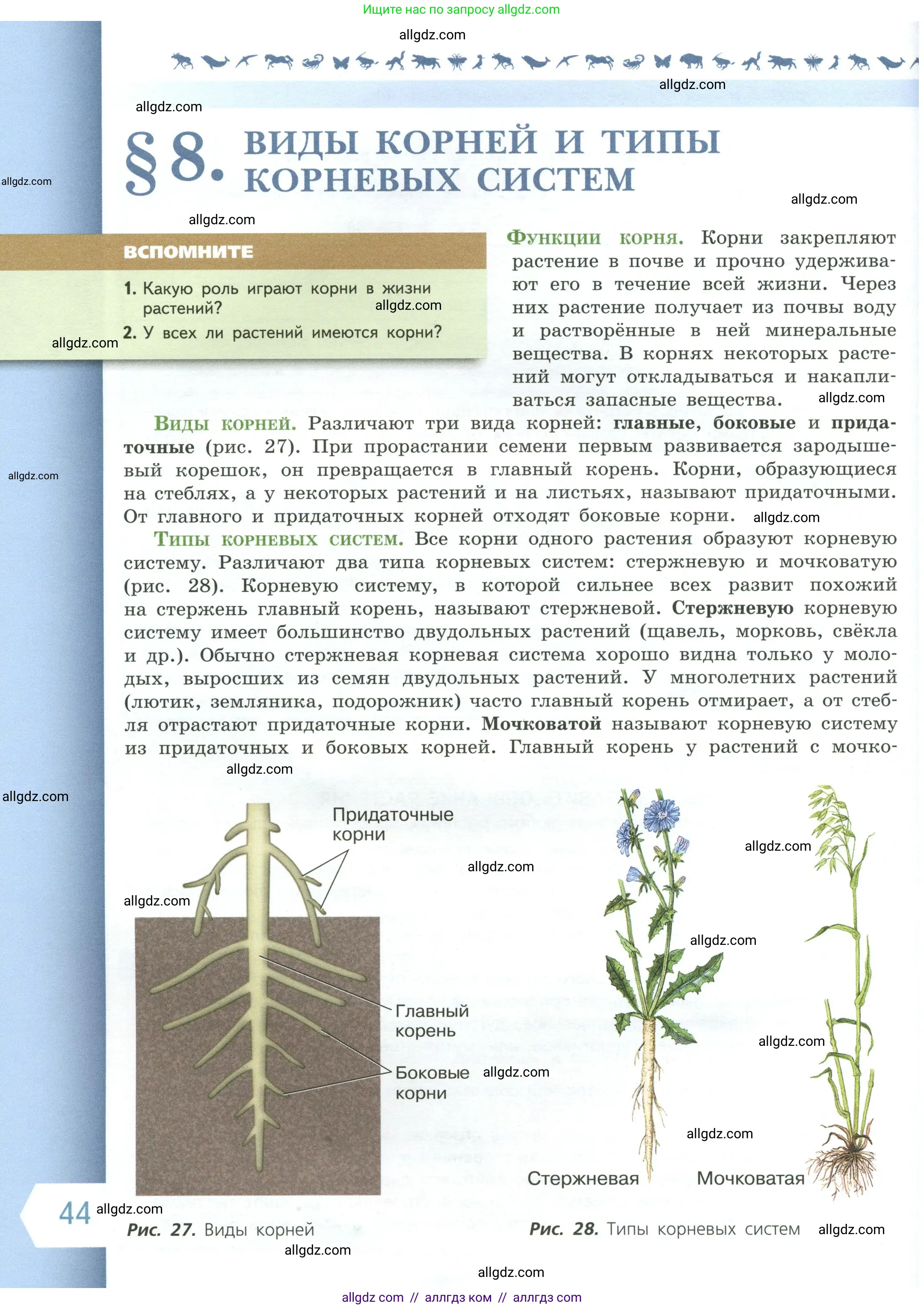 Биология, 6 класс Учебник, авторы: Пасечник Владимир Васильевич, Суматохин Сергей Витальевич, Гапонюк Зоя Георгиевна, Швецов Глеб Геннадьевич, издательство Просвещение, Москва, 2023, белого цвета, страница 44