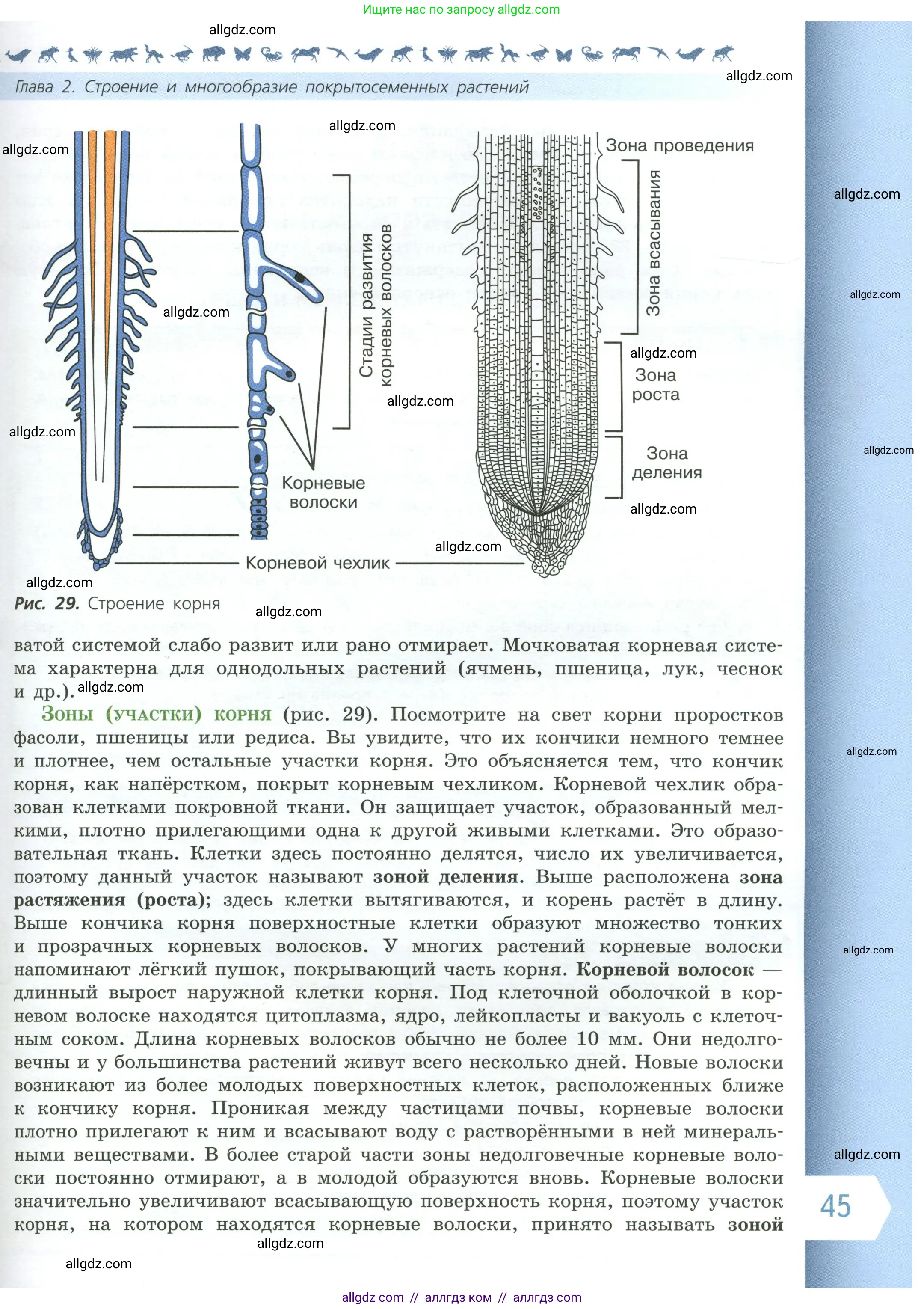 Биология, 6 класс Учебник, авторы: Пасечник Владимир Васильевич, Суматохин Сергей Витальевич, Гапонюк Зоя Георгиевна, Швецов Глеб Геннадьевич, издательство Просвещение, Москва, 2023, белого цвета, страница 45