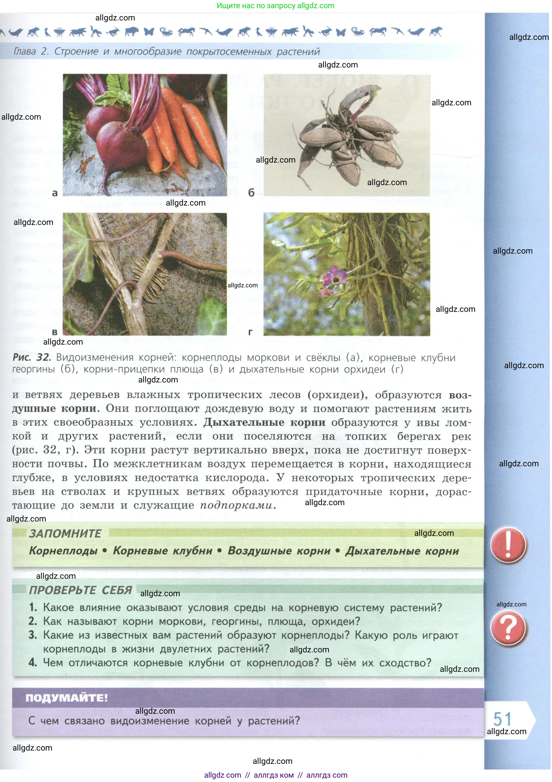 Биология, 6 класс Учебник, авторы: Пасечник Владимир Васильевич, Суматохин Сергей Витальевич, Гапонюк Зоя Георгиевна, Швецов Глеб Геннадьевич, издательство Просвещение, Москва, 2023, белого цвета, страница 51