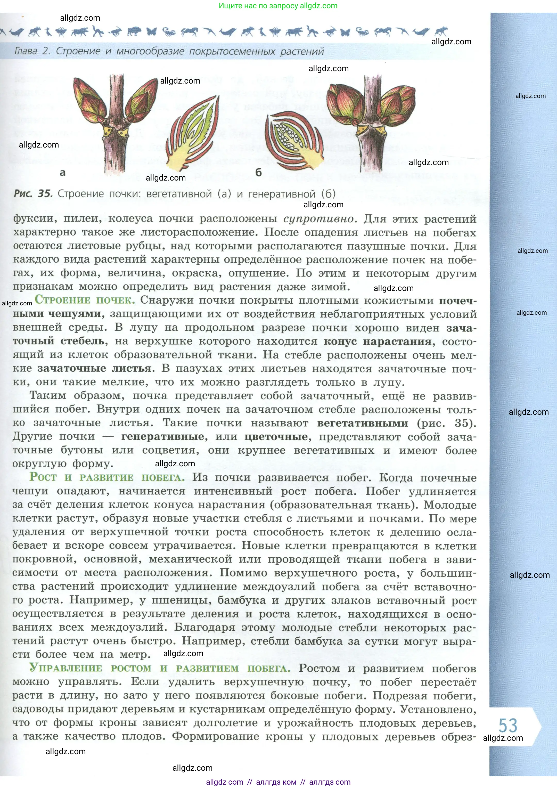 Биология, 6 класс Учебник, авторы: Пасечник Владимир Васильевич, Суматохин Сергей Витальевич, Гапонюк Зоя Георгиевна, Швецов Глеб Геннадьевич, издательство Просвещение, Москва, 2023, белого цвета, страница 53