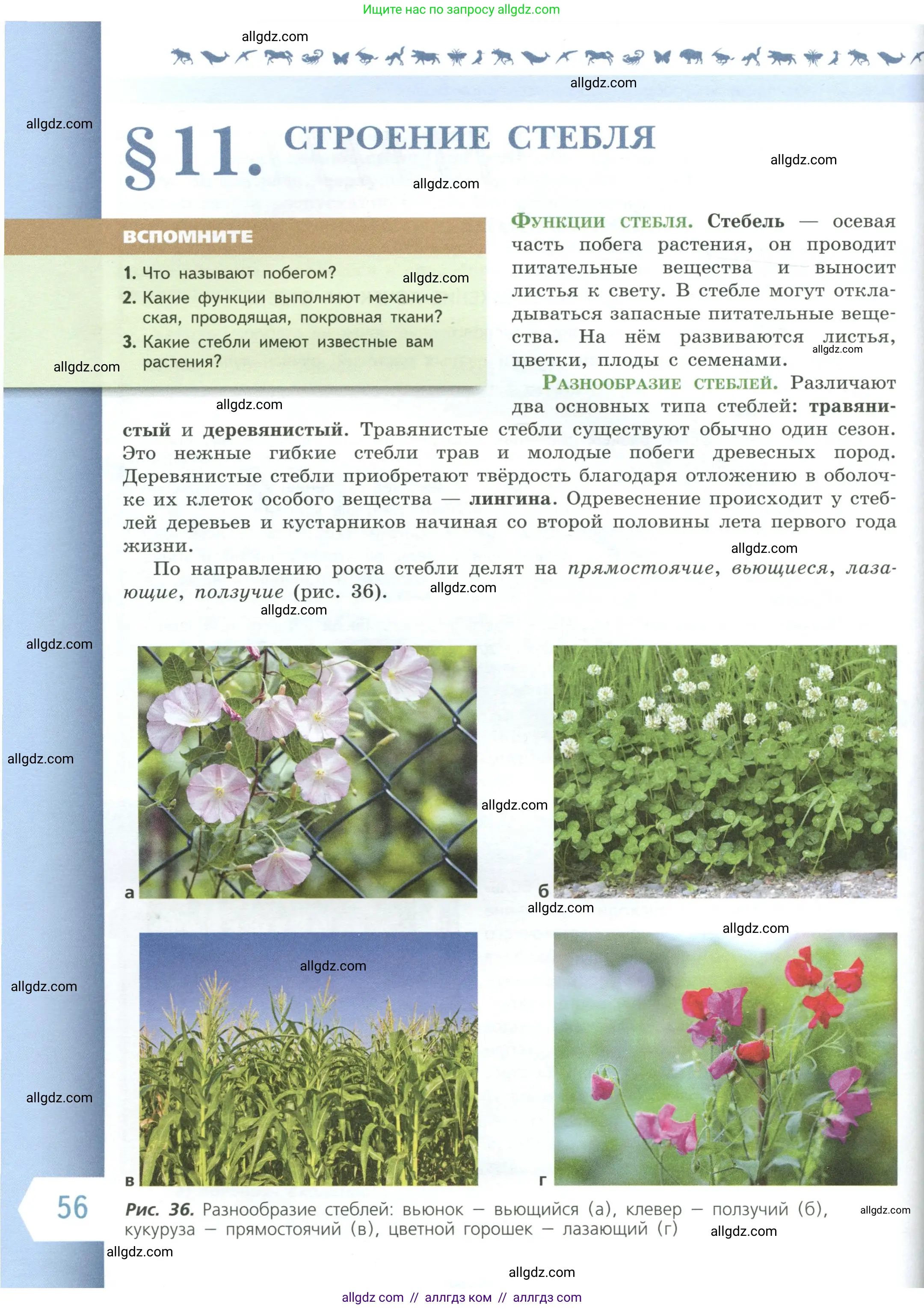 Биология, 6 класс Учебник, авторы: Пасечник Владимир Васильевич, Суматохин Сергей Витальевич, Гапонюк Зоя Георгиевна, Швецов Глеб Геннадьевич, издательство Просвещение, Москва, 2023, белого цвета, страница 56