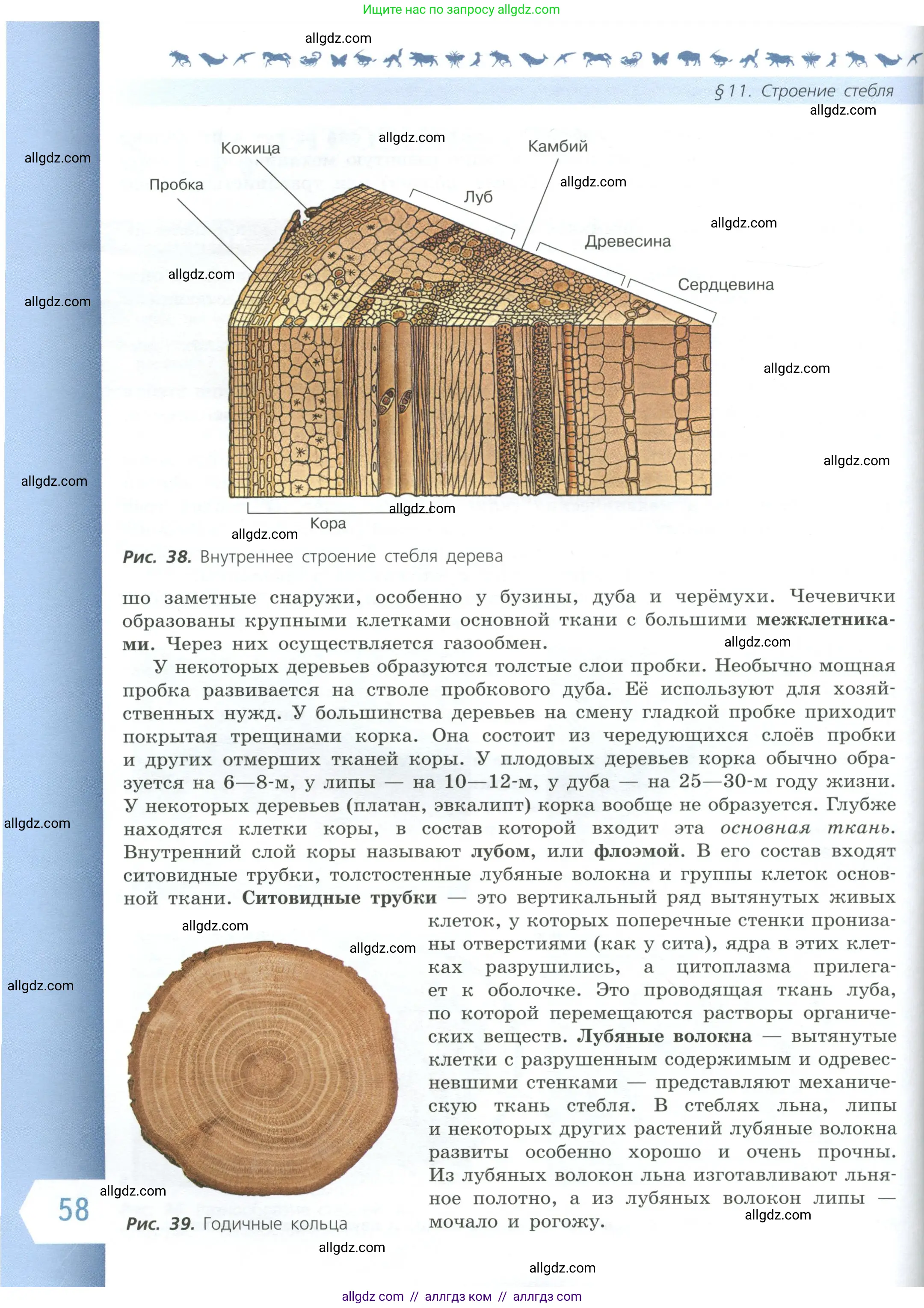 Биология, 6 класс Учебник, авторы: Пасечник Владимир Васильевич, Суматохин Сергей Витальевич, Гапонюк Зоя Георгиевна, Швецов Глеб Геннадьевич, издательство Просвещение, Москва, 2023, белого цвета, страница 58