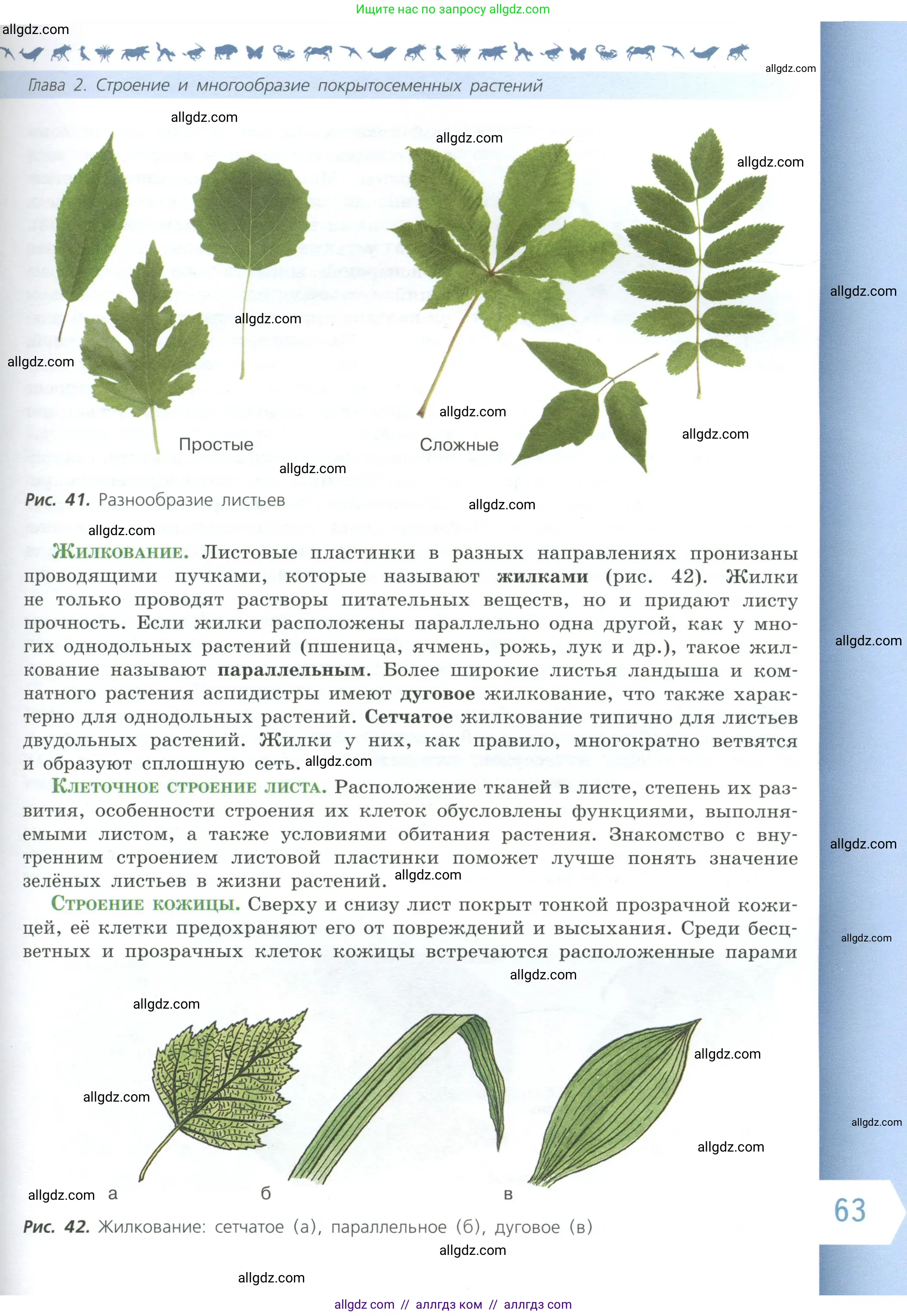 Биология, 6 класс Учебник, авторы: Пасечник Владимир Васильевич, Суматохин Сергей Витальевич, Гапонюк Зоя Георгиевна, Швецов Глеб Геннадьевич, издательство Просвещение, Москва, 2023, белого цвета, страница 63