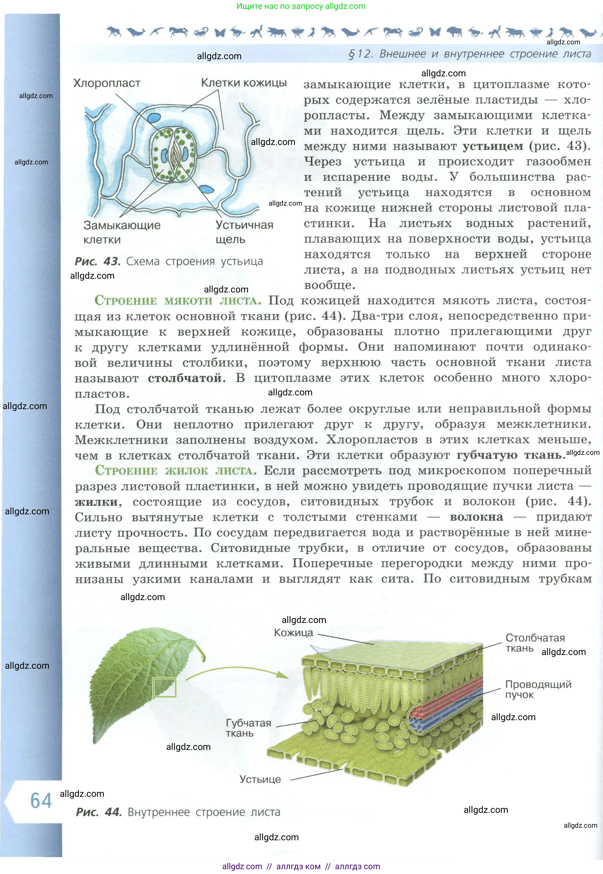 Биология, 6 класс Учебник, авторы: Пасечник Владимир Васильевич, Суматохин Сергей Витальевич, Гапонюк Зоя Георгиевна, Швецов Глеб Геннадьевич, издательство Просвещение, Москва, 2023, белого цвета, страница 64