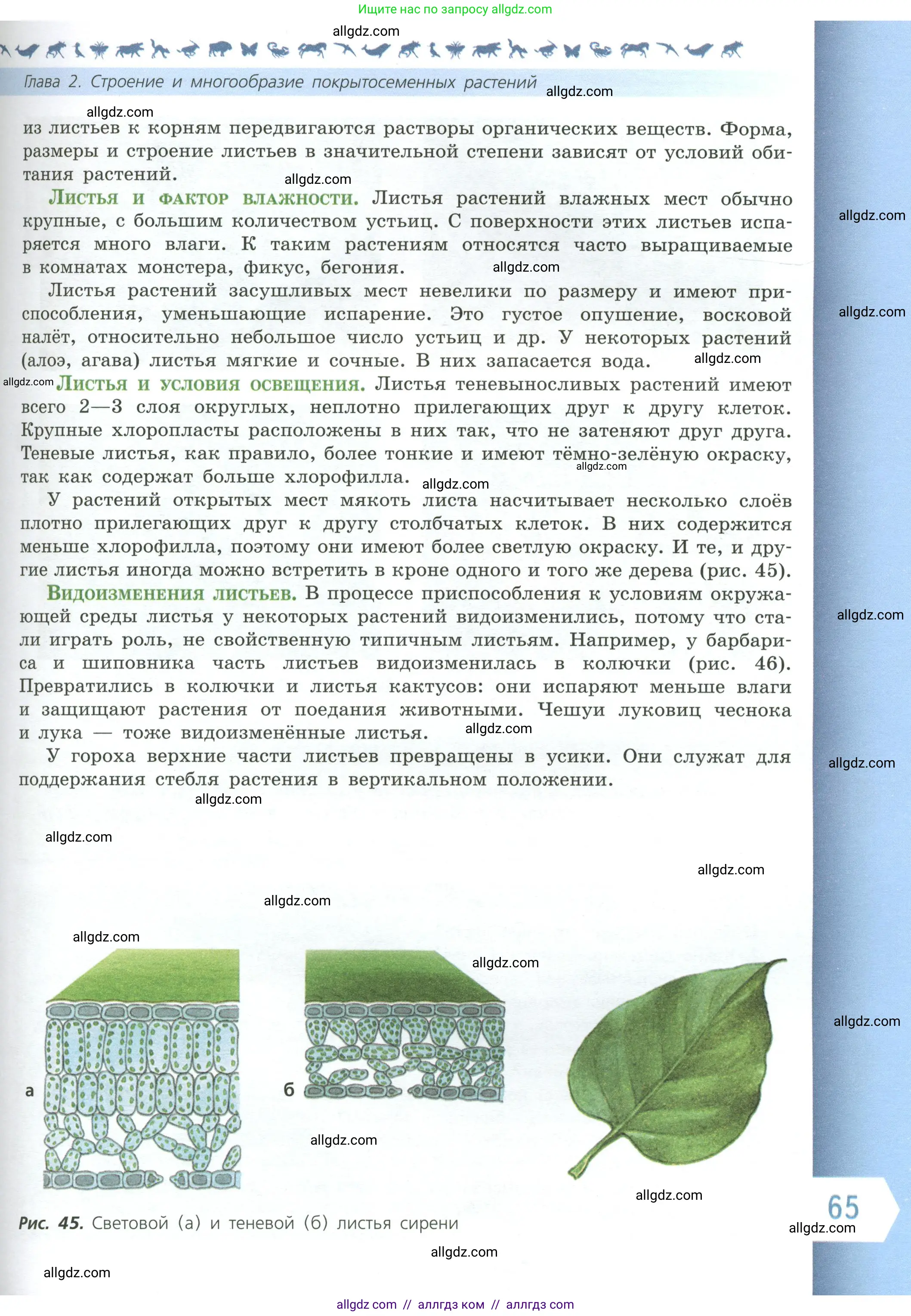 Биология, 6 класс Учебник, авторы: Пасечник Владимир Васильевич, Суматохин Сергей Витальевич, Гапонюк Зоя Георгиевна, Швецов Глеб Геннадьевич, издательство Просвещение, Москва, 2023, белого цвета, страница 65