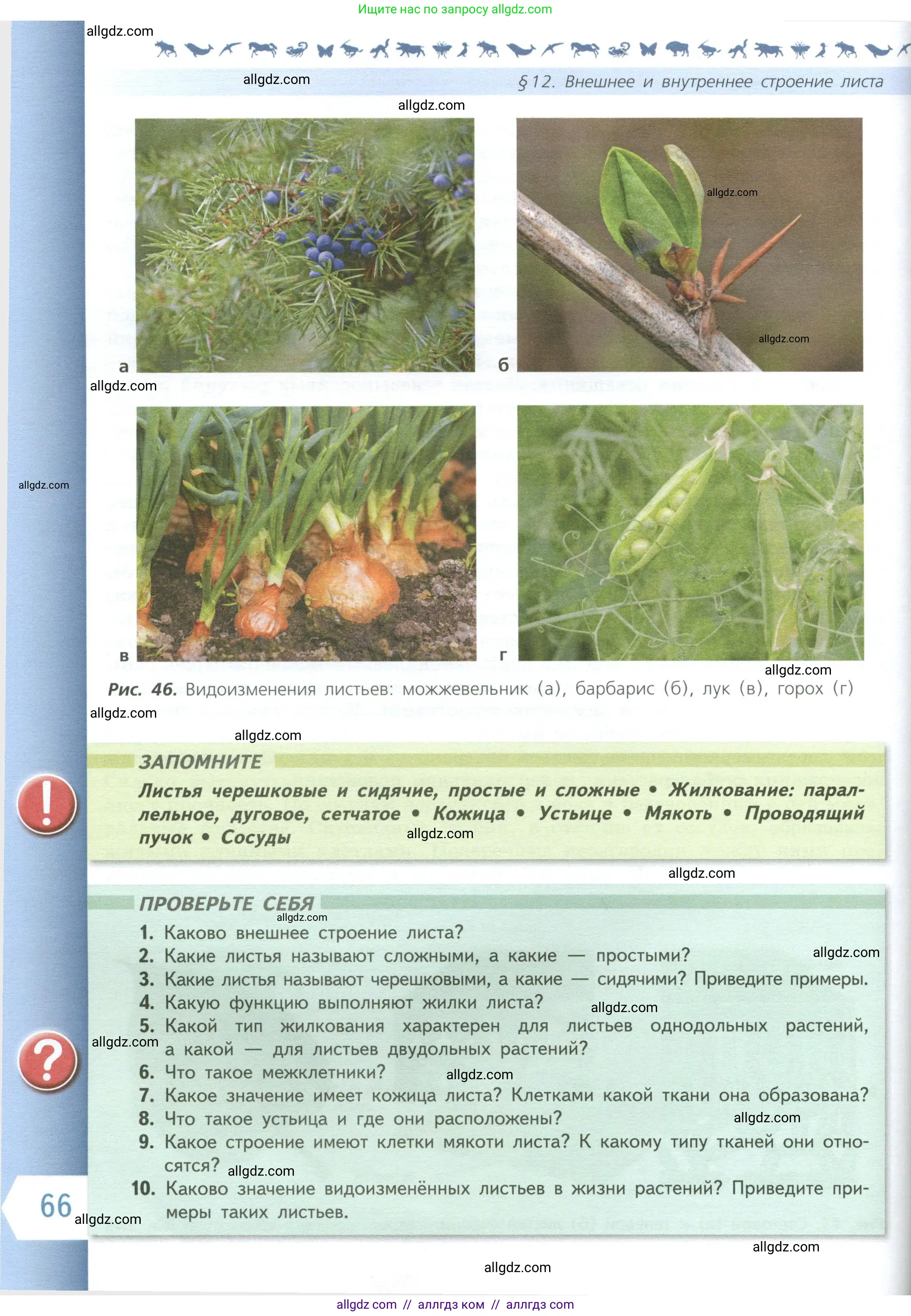 Биология, 6 класс Учебник, авторы: Пасечник Владимир Васильевич, Суматохин Сергей Витальевич, Гапонюк Зоя Георгиевна, Швецов Глеб Геннадьевич, издательство Просвещение, Москва, 2023, белого цвета, страница 66