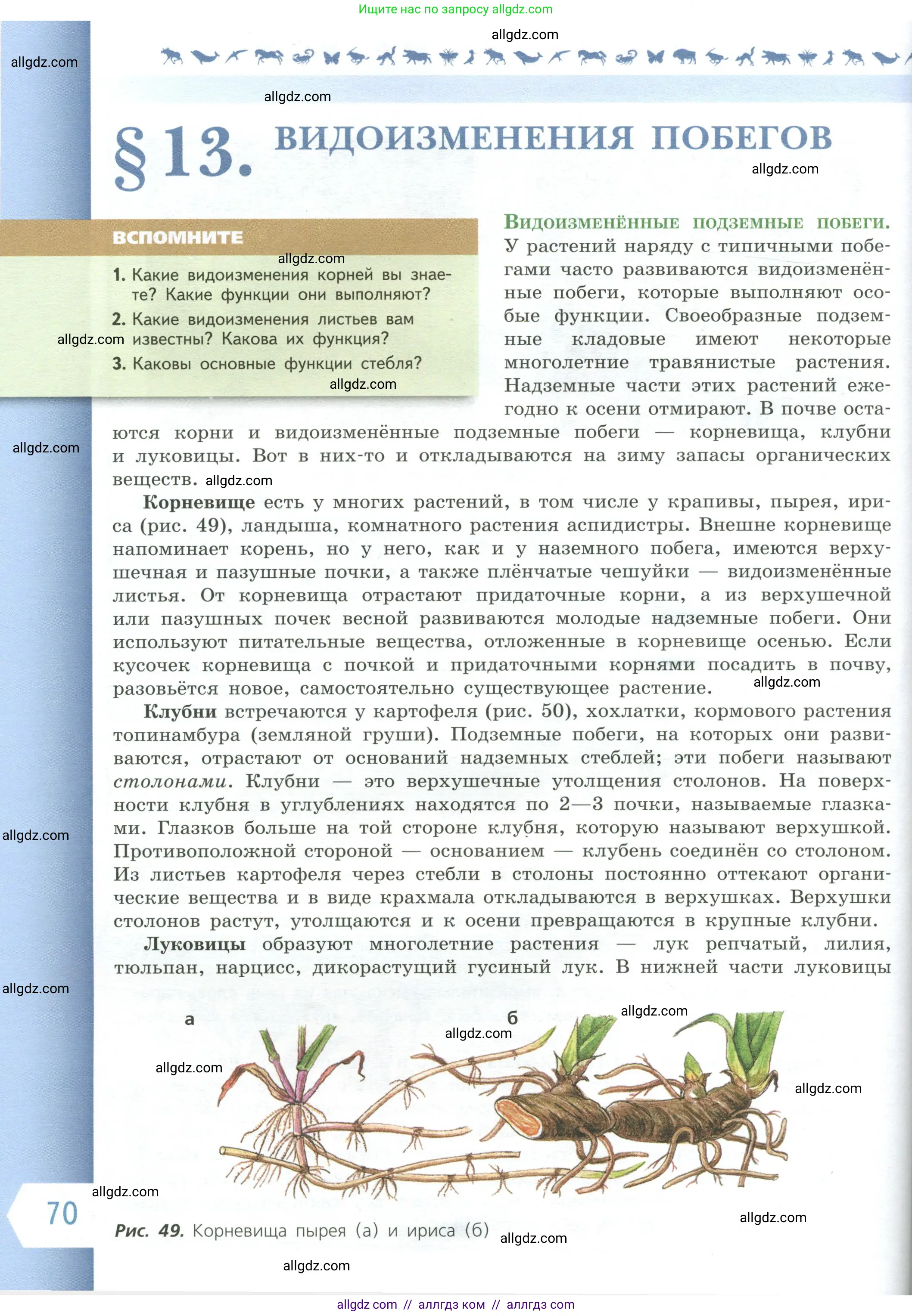 Биология, 6 класс Учебник, авторы: Пасечник Владимир Васильевич, Суматохин Сергей Витальевич, Гапонюк Зоя Георгиевна, Швецов Глеб Геннадьевич, издательство Просвещение, Москва, 2023, белого цвета, страница 70