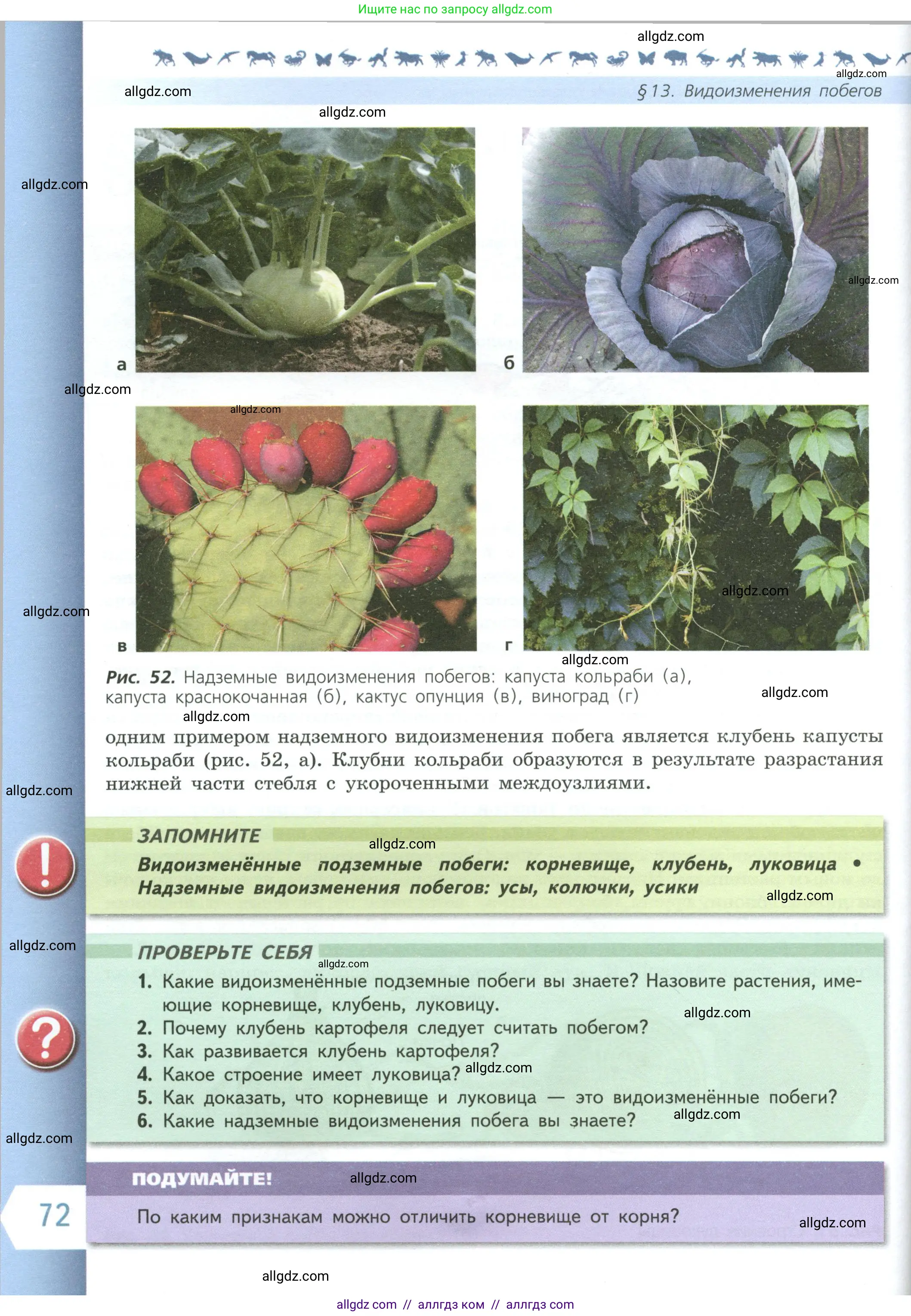 Биология, 6 класс Учебник, авторы: Пасечник Владимир Васильевич, Суматохин Сергей Витальевич, Гапонюк Зоя Георгиевна, Швецов Глеб Геннадьевич, издательство Просвещение, Москва, 2023, белого цвета, страница 72