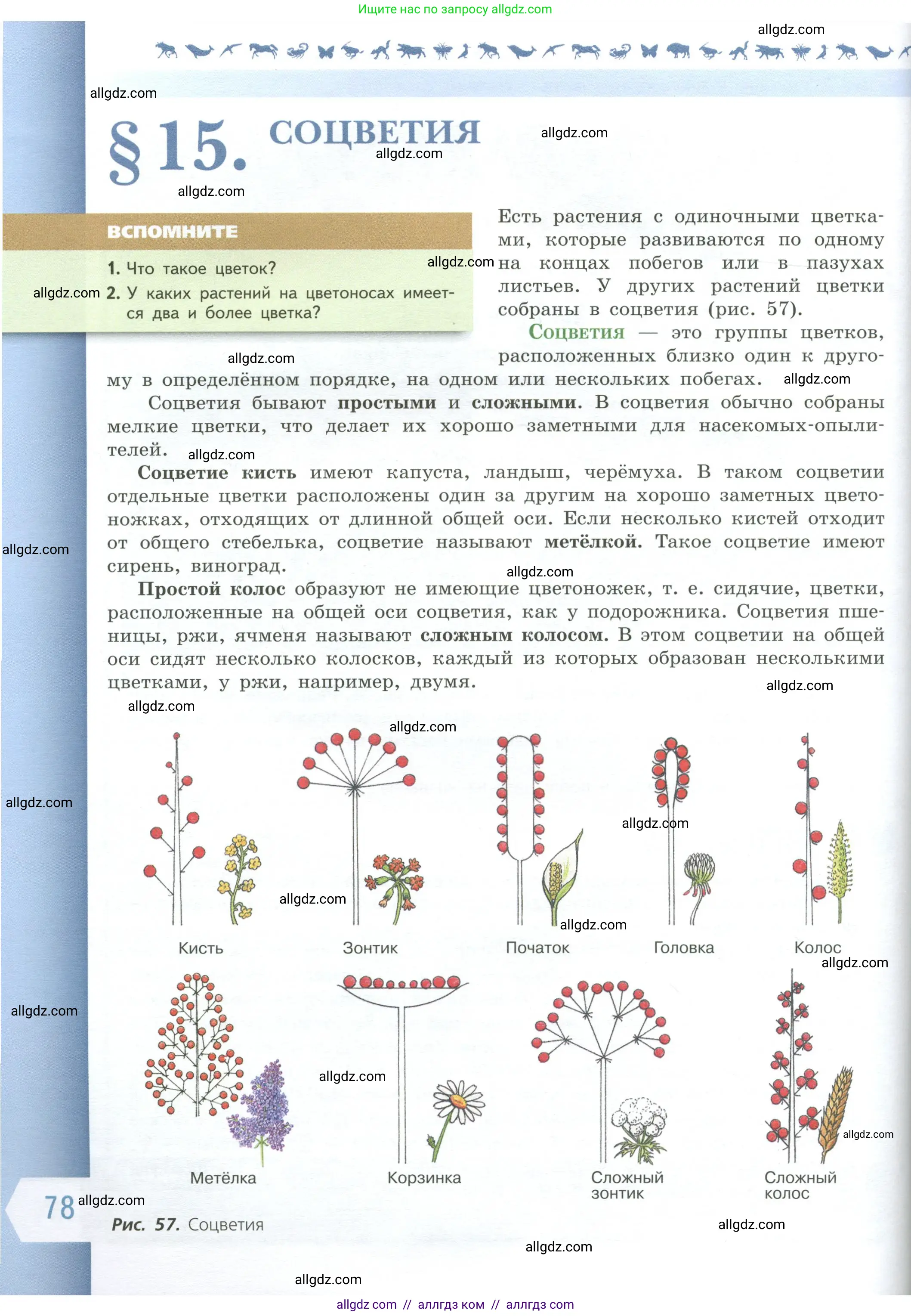 Биология, 6 класс Учебник, авторы: Пасечник Владимир Васильевич, Суматохин Сергей Витальевич, Гапонюк Зоя Георгиевна, Швецов Глеб Геннадьевич, издательство Просвещение, Москва, 2023, белого цвета, страница 78