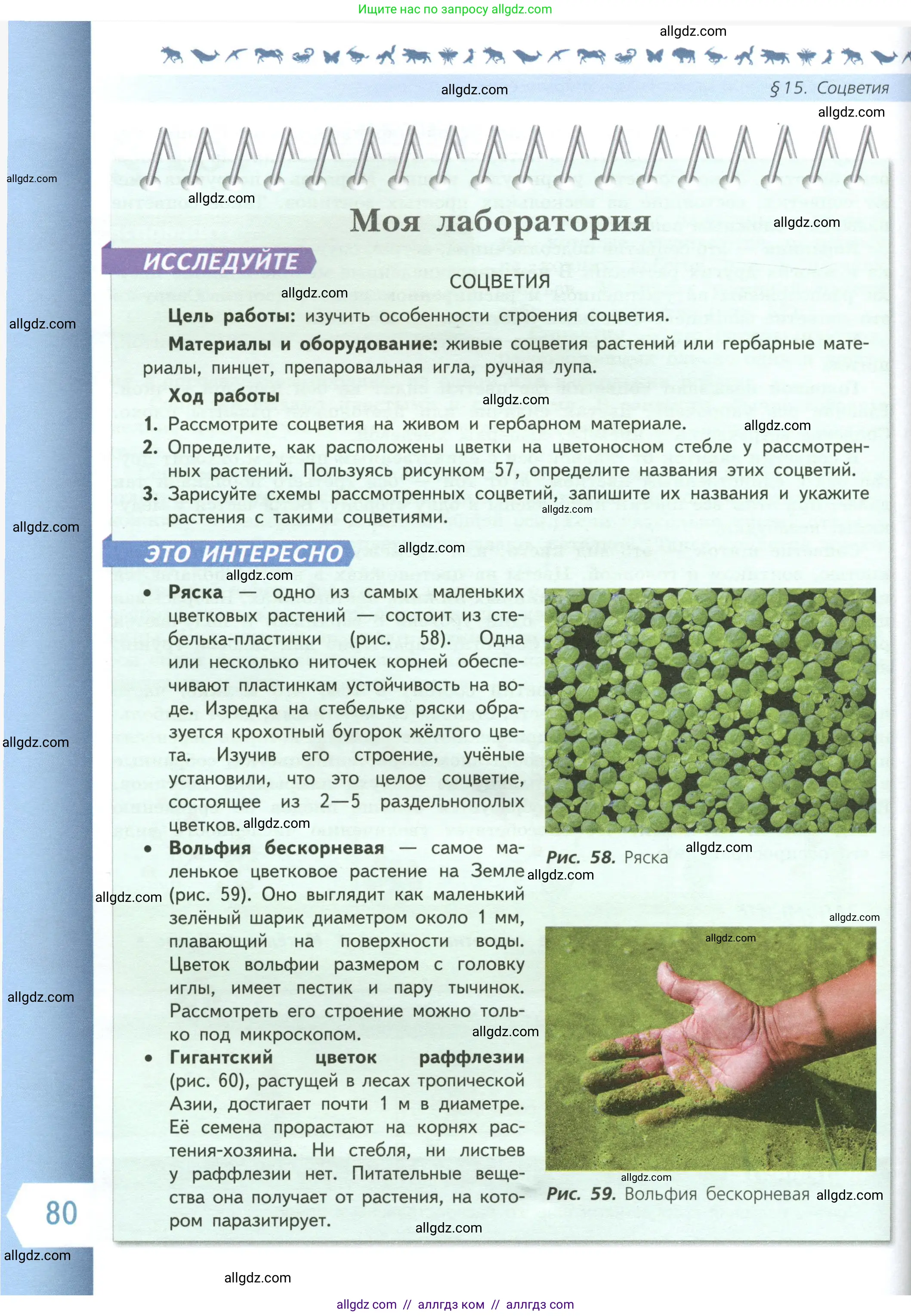 Биология, 6 класс Учебник, авторы: Пасечник Владимир Васильевич, Суматохин Сергей Витальевич, Гапонюк Зоя Георгиевна, Швецов Глеб Геннадьевич, издательство Просвещение, Москва, 2023, белого цвета, страница 80