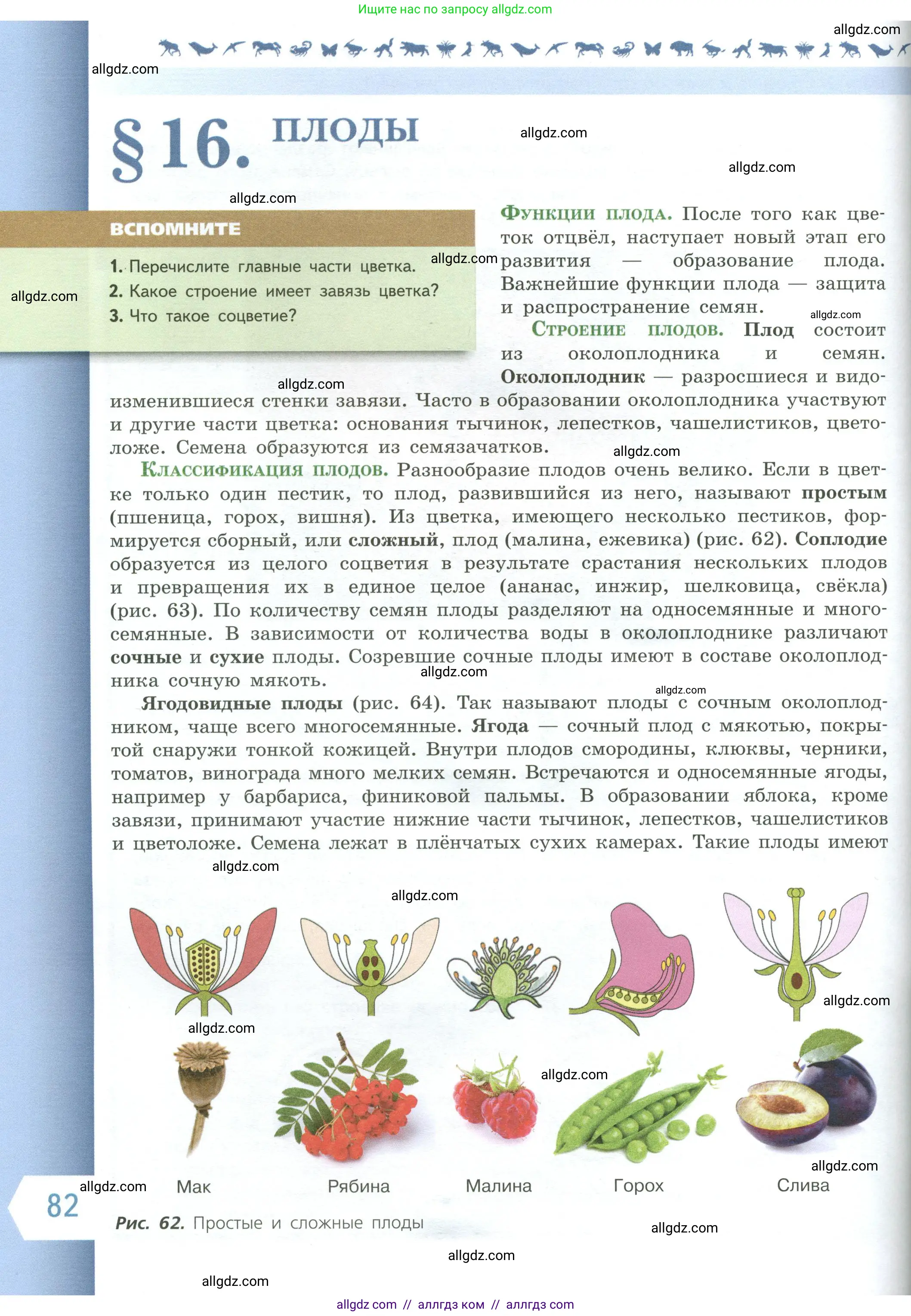 Биология, 6 класс Учебник, авторы: Пасечник Владимир Васильевич, Суматохин Сергей Витальевич, Гапонюк Зоя Георгиевна, Швецов Глеб Геннадьевич, издательство Просвещение, Москва, 2023, белого цвета, страница 82