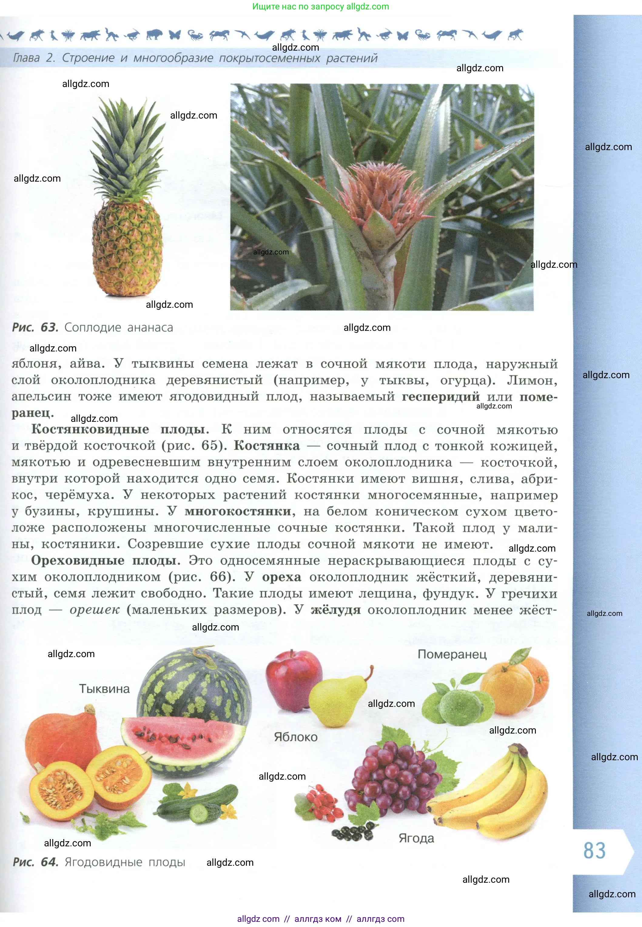 Биология, 6 класс Учебник, авторы: Пасечник Владимир Васильевич, Суматохин Сергей Витальевич, Гапонюк Зоя Георгиевна, Швецов Глеб Геннадьевич, издательство Просвещение, Москва, 2023, белого цвета, страница 83