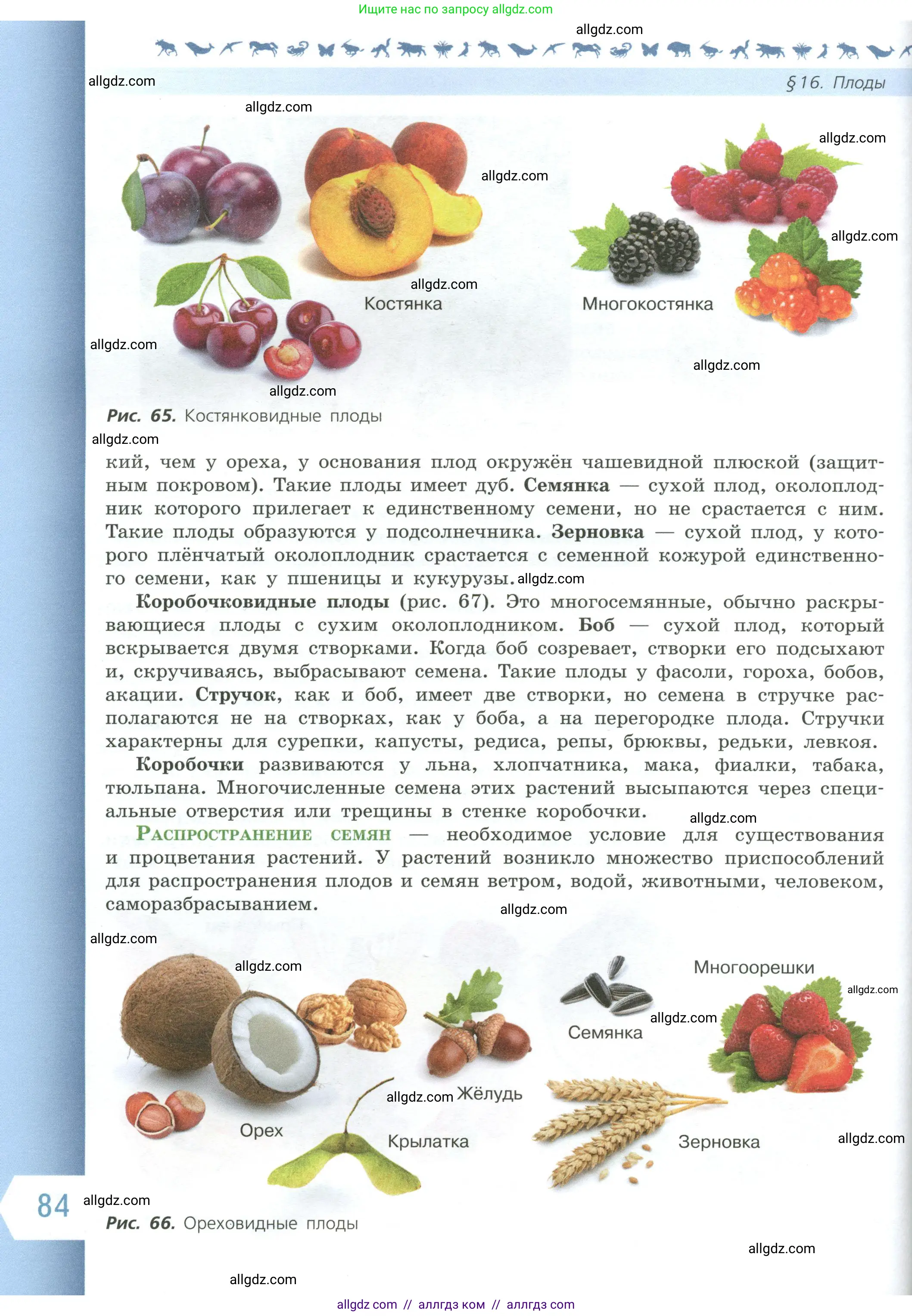 Биология, 6 класс Учебник, авторы: Пасечник Владимир Васильевич, Суматохин Сергей Витальевич, Гапонюк Зоя Георгиевна, Швецов Глеб Геннадьевич, издательство Просвещение, Москва, 2023, белого цвета, страница 84