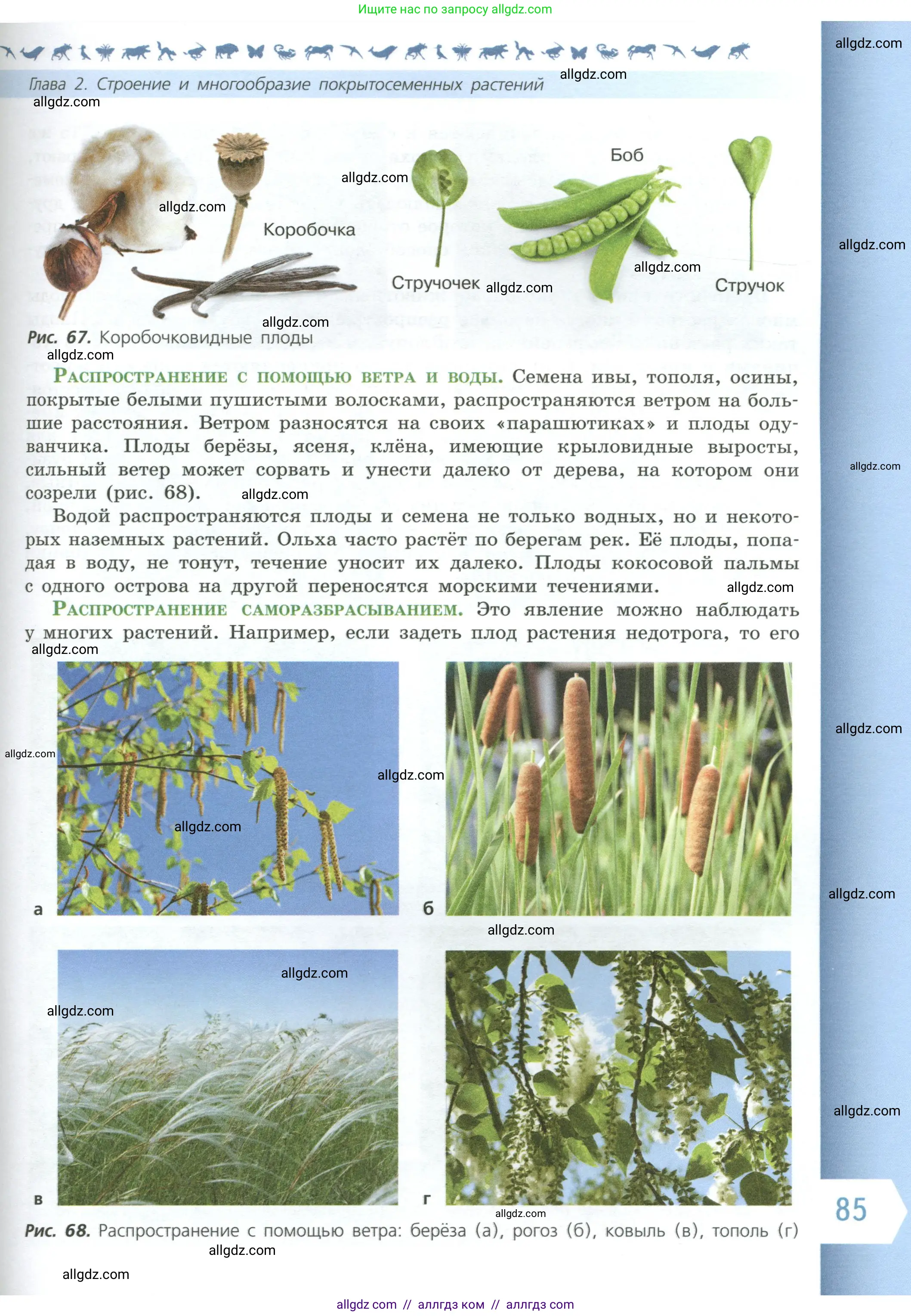 Биология, 6 класс Учебник, авторы: Пасечник Владимир Васильевич, Суматохин Сергей Витальевич, Гапонюк Зоя Георгиевна, Швецов Глеб Геннадьевич, издательство Просвещение, Москва, 2023, белого цвета, страница 85