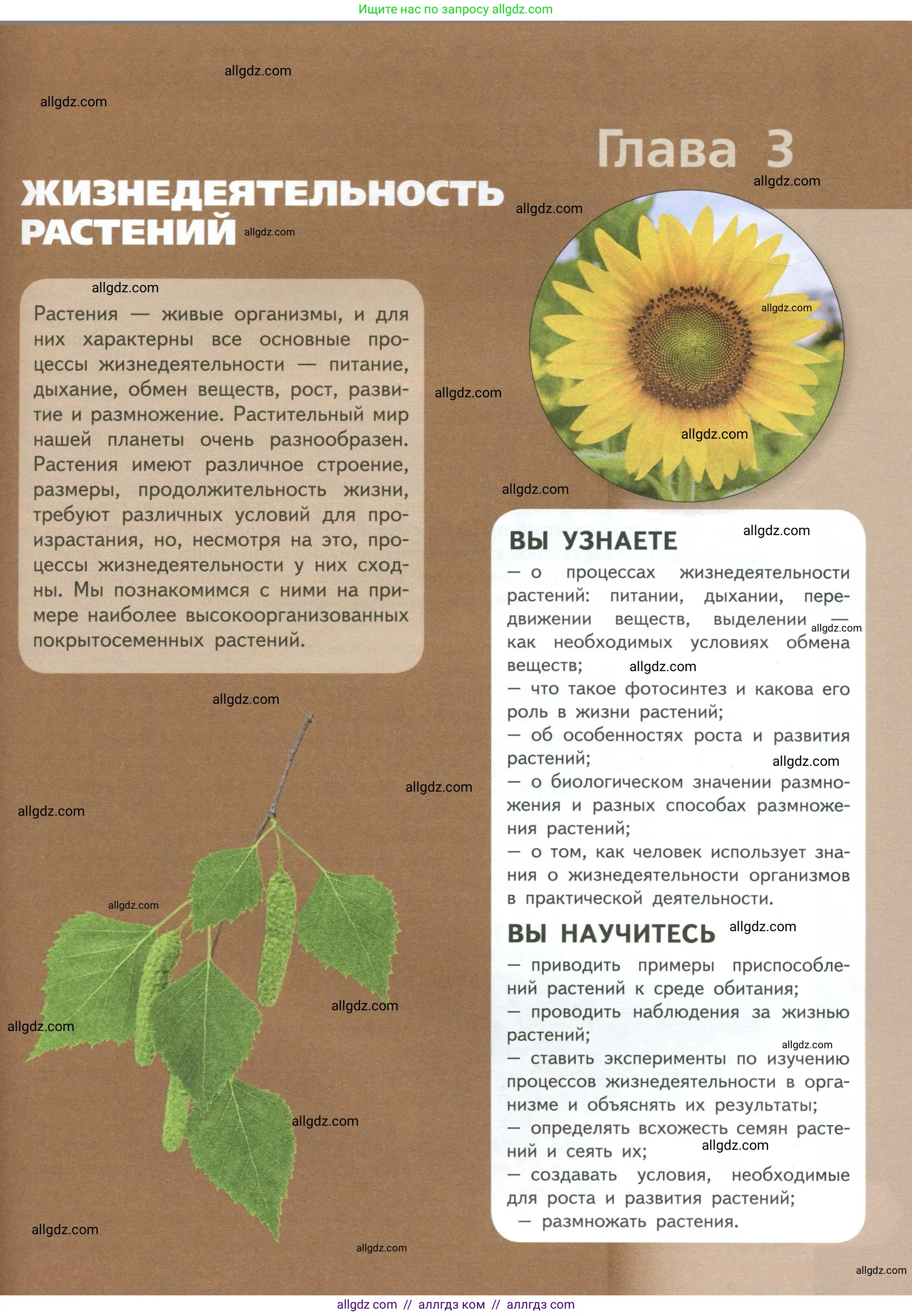 Биология, 6 класс Учебник, авторы: Пасечник Владимир Васильевич, Суматохин Сергей Витальевич, Гапонюк Зоя Георгиевна, Швецов Глеб Геннадьевич, издательство Просвещение, Москва, 2023, белого цвета, страница 91