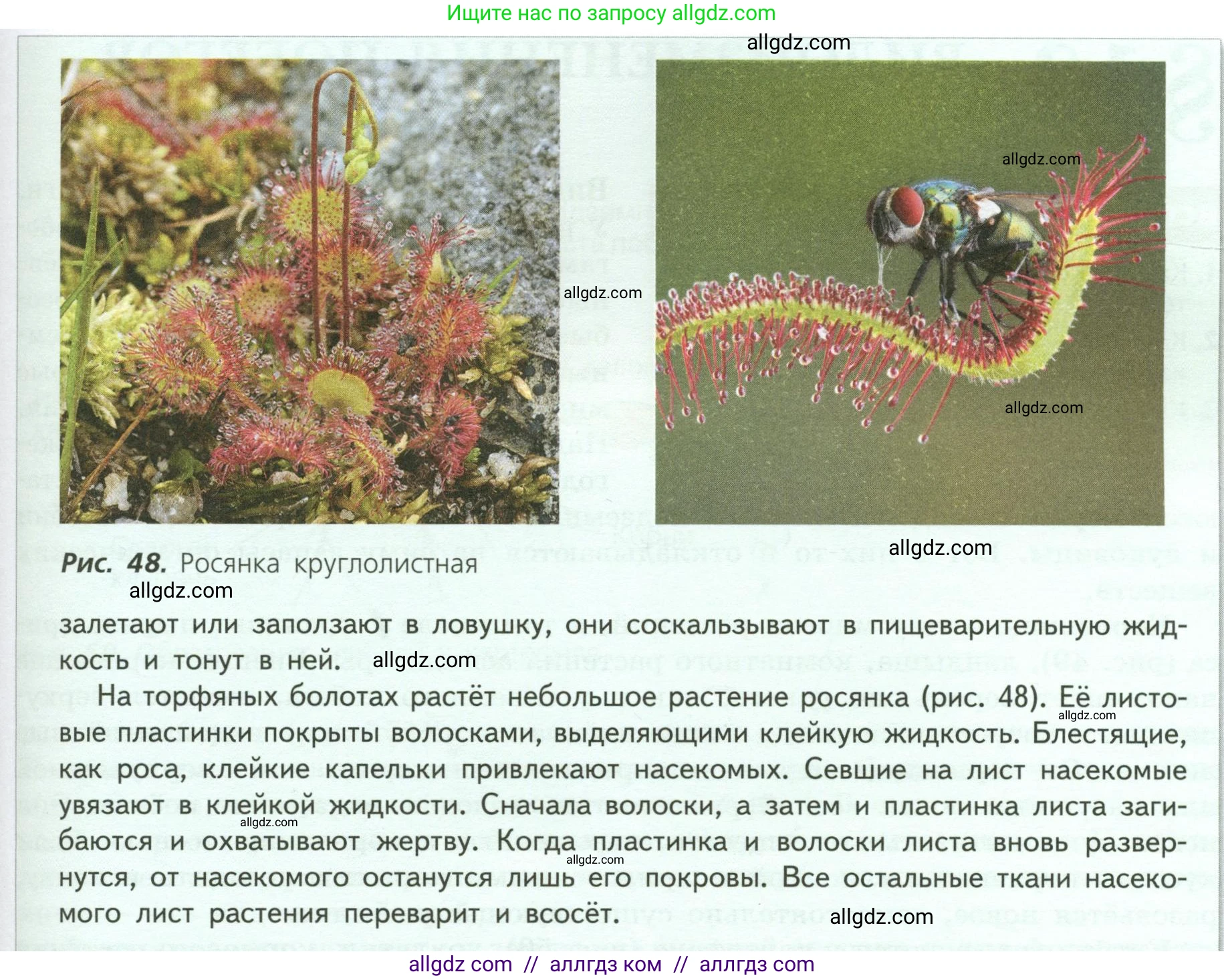 Биология, 6 класс Учебник, авторы: Пасечник Владимир Васильевич, Суматохин Сергей Витальевич, Гапонюк Зоя Георгиевна, Швецов Глеб Геннадьевич, издательство Просвещение, Москва, 2023, белого цвета, страница 67, Условие (продолжение 3)