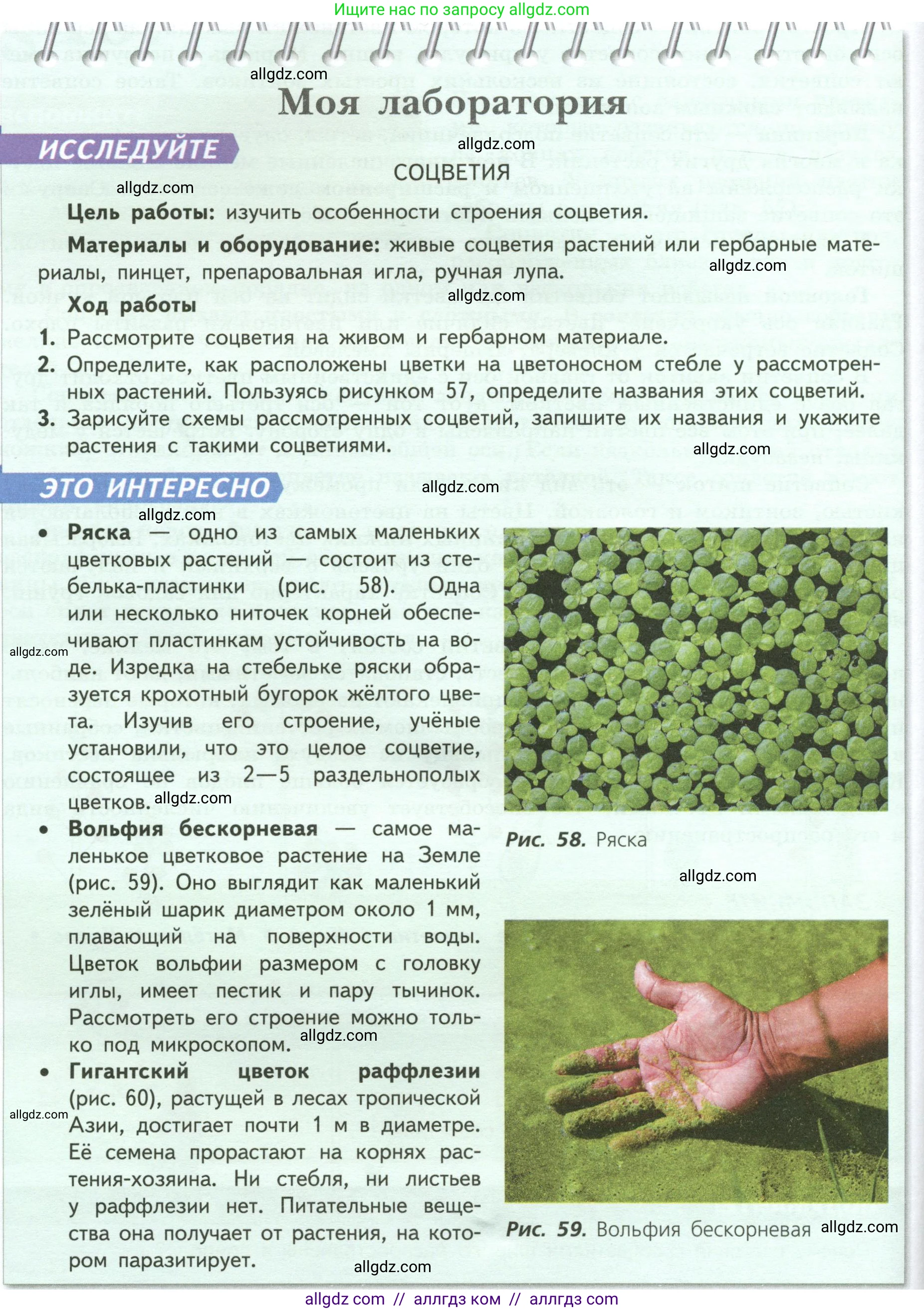Биология, 6 класс Учебник, авторы: Пасечник Владимир Васильевич, Суматохин Сергей Витальевич, Гапонюк Зоя Георгиевна, Швецов Глеб Геннадьевич, издательство Просвещение, Москва, 2023, белого цвета, страница 80, Условие