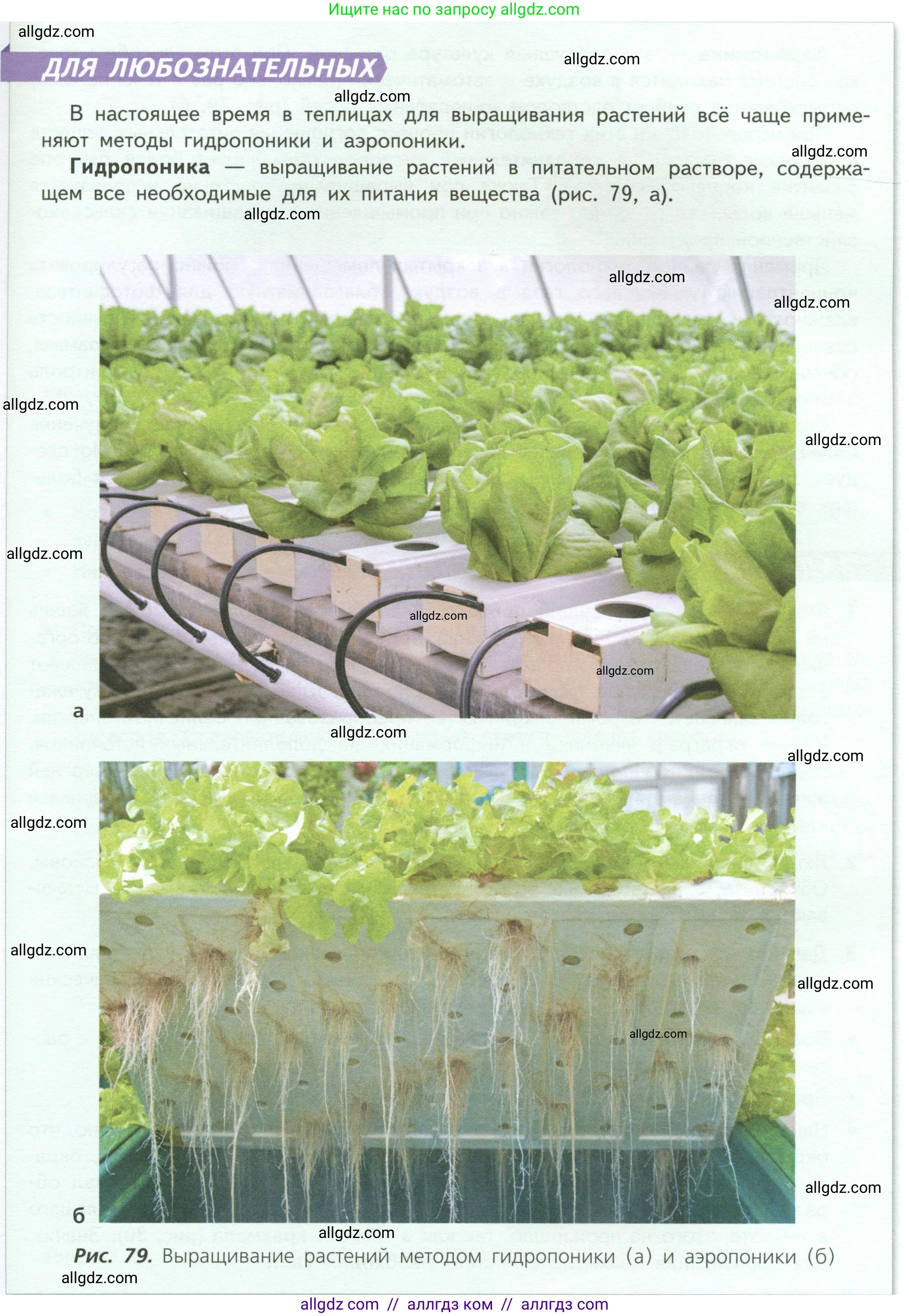 Биология, 6 класс Учебник, авторы: Пасечник Владимир Васильевич, Суматохин Сергей Витальевич, Гапонюк Зоя Георгиевна, Швецов Глеб Геннадьевич, издательство Просвещение, Москва, 2023, белого цвета, страница 102, Условие (продолжение 2)