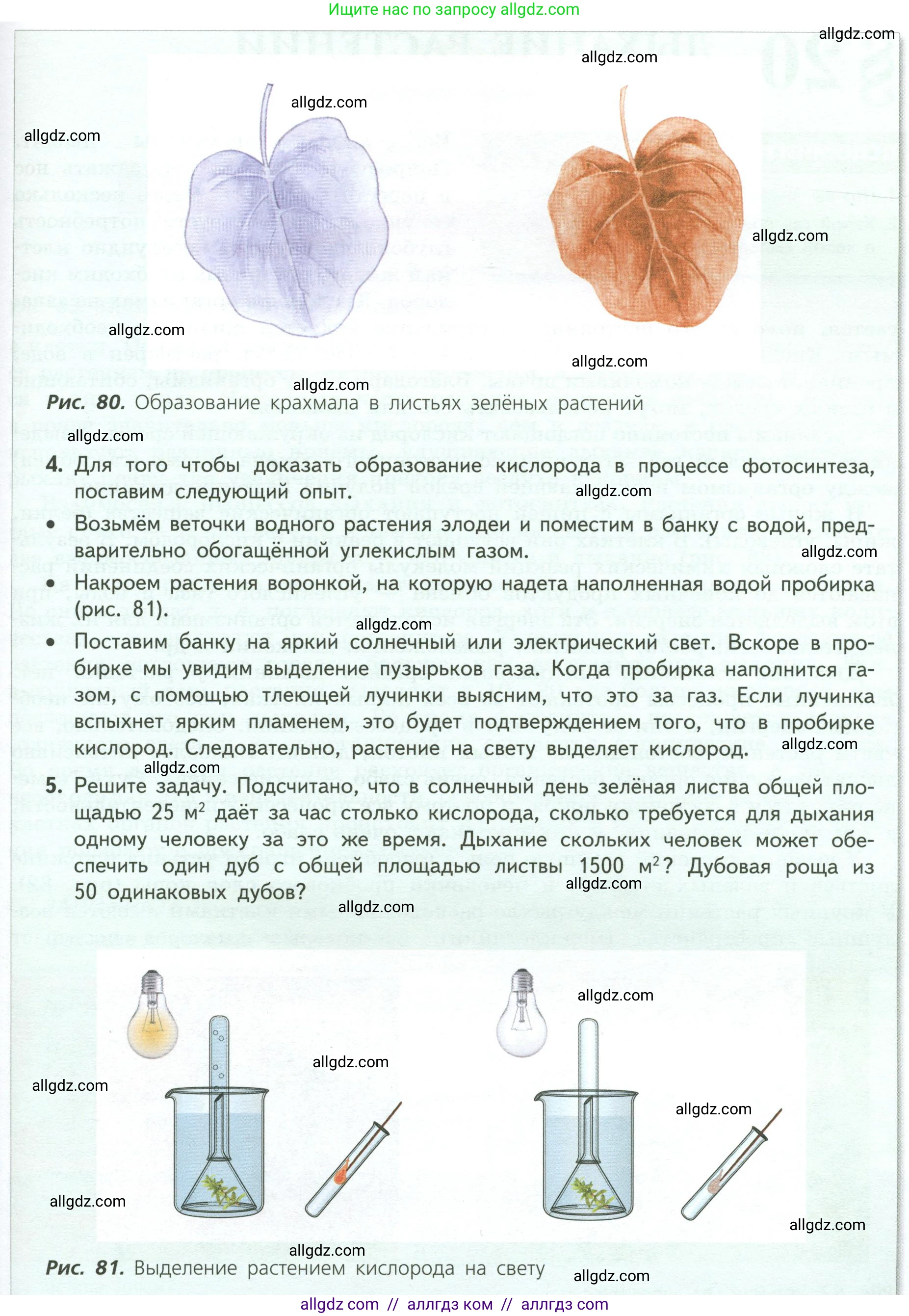 Биология, 6 класс Учебник, авторы: Пасечник Владимир Васильевич, Суматохин Сергей Витальевич, Гапонюк Зоя Георгиевна, Швецов Глеб Геннадьевич, издательство Просвещение, Москва, 2023, белого цвета, страница 102, Условие (продолжение 4)