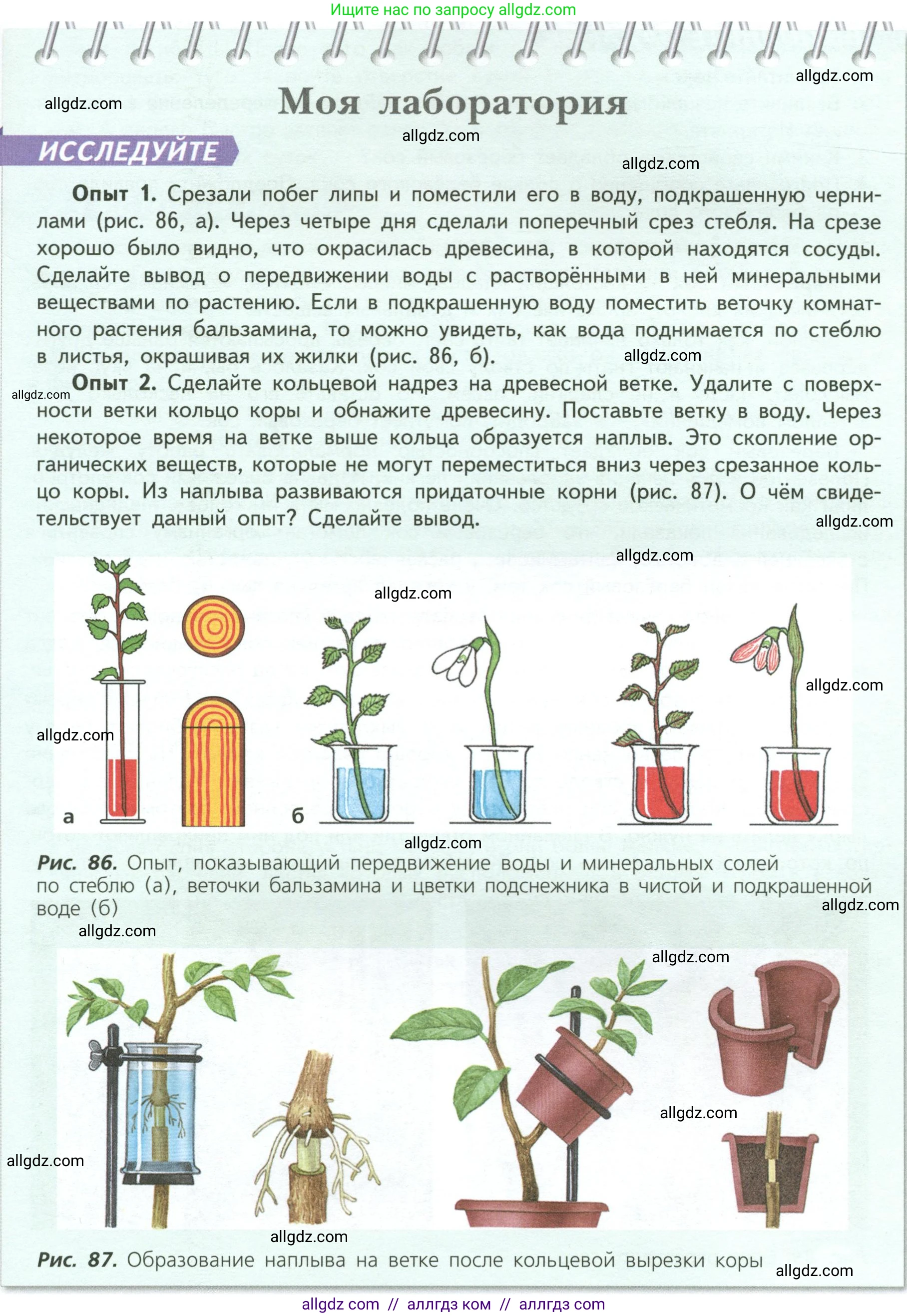 Биология, 6 класс Учебник, авторы: Пасечник Владимир Васильевич, Суматохин Сергей Витальевич, Гапонюк Зоя Георгиевна, Швецов Глеб Геннадьевич, издательство Просвещение, Москва, 2023, белого цвета, страница 113, Условие