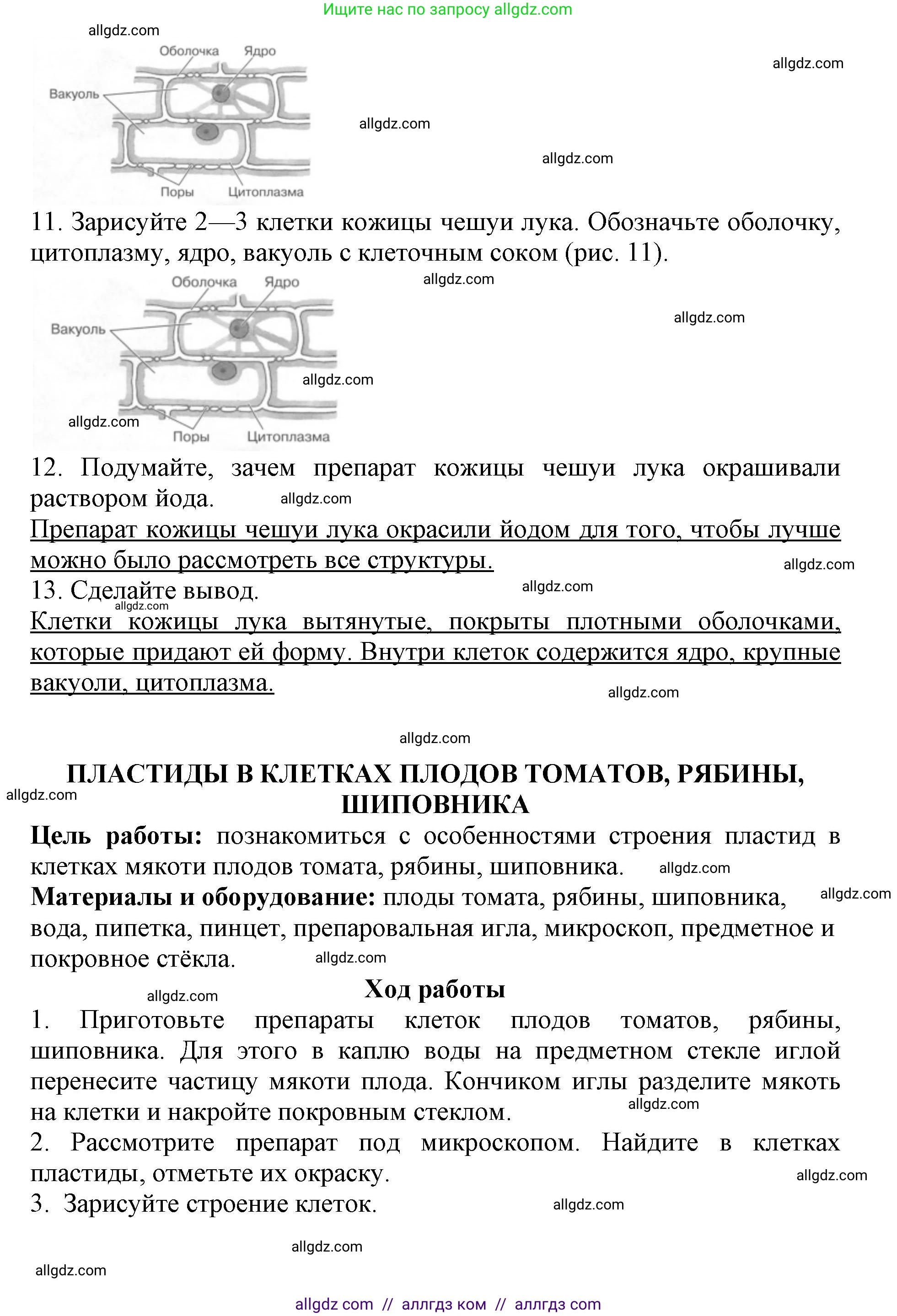 Биология, 6 класс Учебник, авторы: Пасечник Владимир Васильевич, Суматохин Сергей Витальевич, Гапонюк Зоя Георгиевна, Швецов Глеб Геннадьевич, издательство Просвещение, Москва, 2023, белого цвета, страница 17, Решение 1 (продолжение 3)