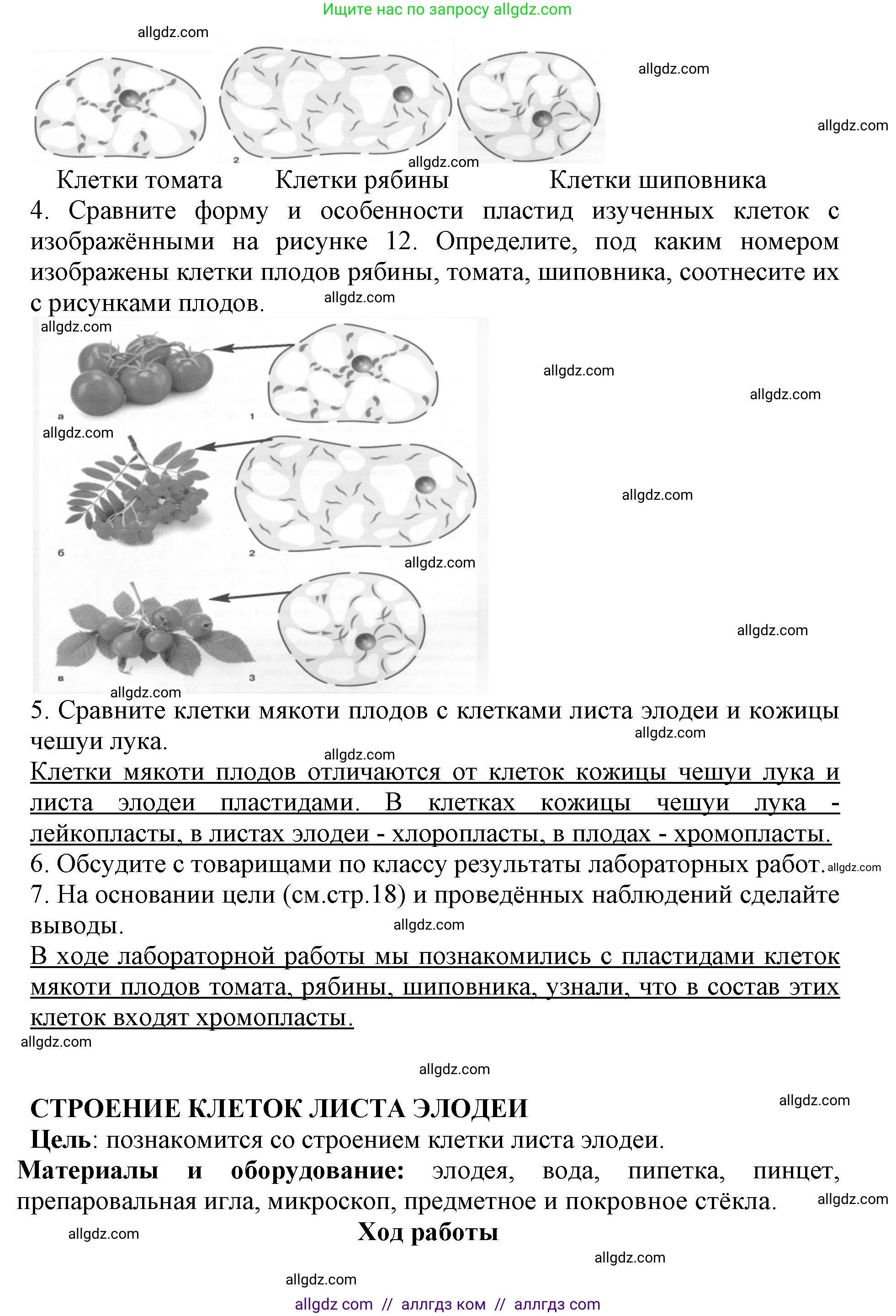 Биология, 6 класс Учебник, авторы: Пасечник Владимир Васильевич, Суматохин Сергей Витальевич, Гапонюк Зоя Георгиевна, Швецов Глеб Геннадьевич, издательство Просвещение, Москва, 2023, белого цвета, страница 17, Решение 1 (продолжение 4)