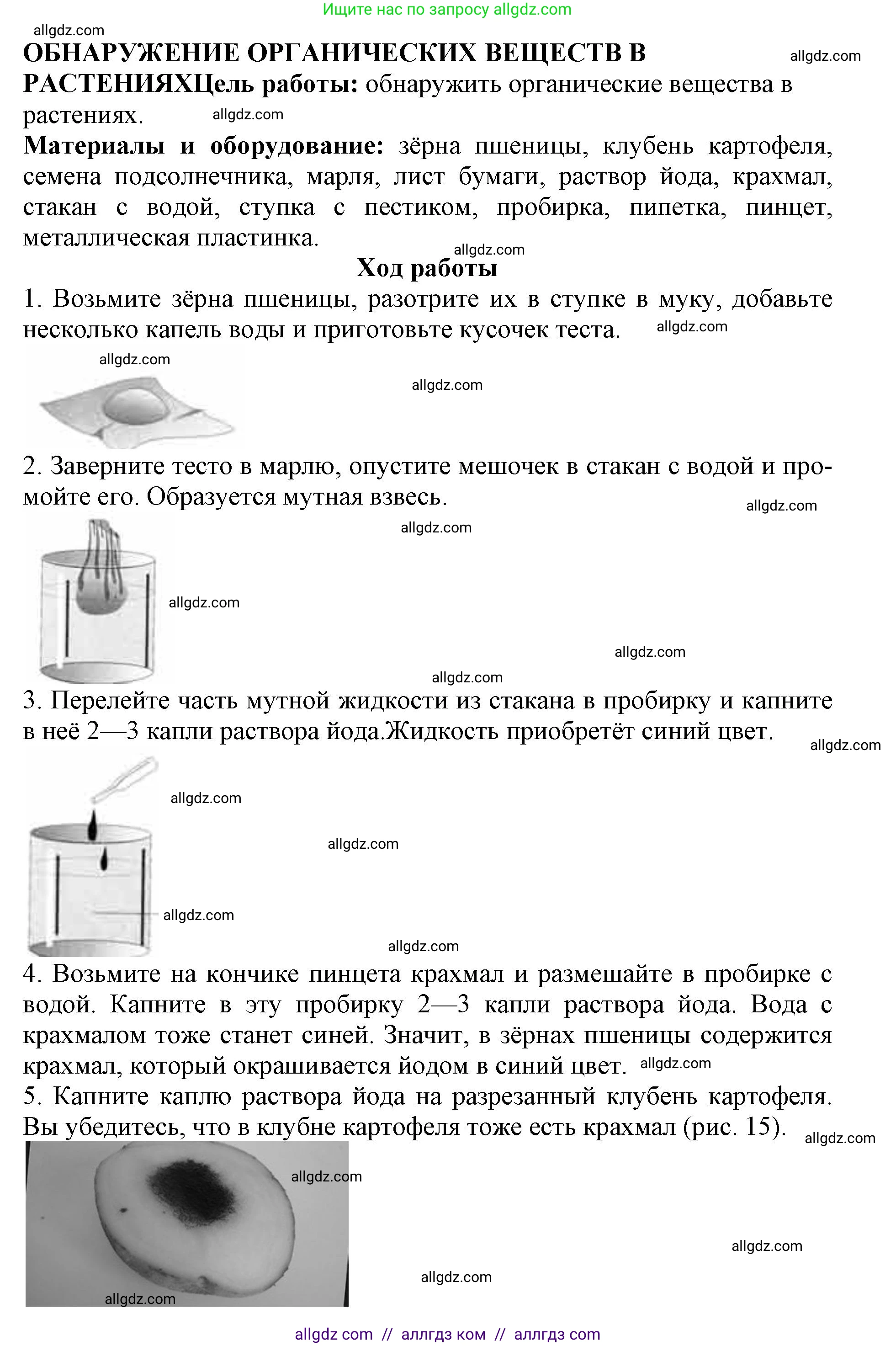 Биология, 6 класс Учебник, авторы: Пасечник Владимир Васильевич, Суматохин Сергей Витальевич, Гапонюк Зоя Георгиевна, Швецов Глеб Геннадьевич, издательство Просвещение, Москва, 2023, белого цвета, страница 24, Решение 1 (продолжение 2)