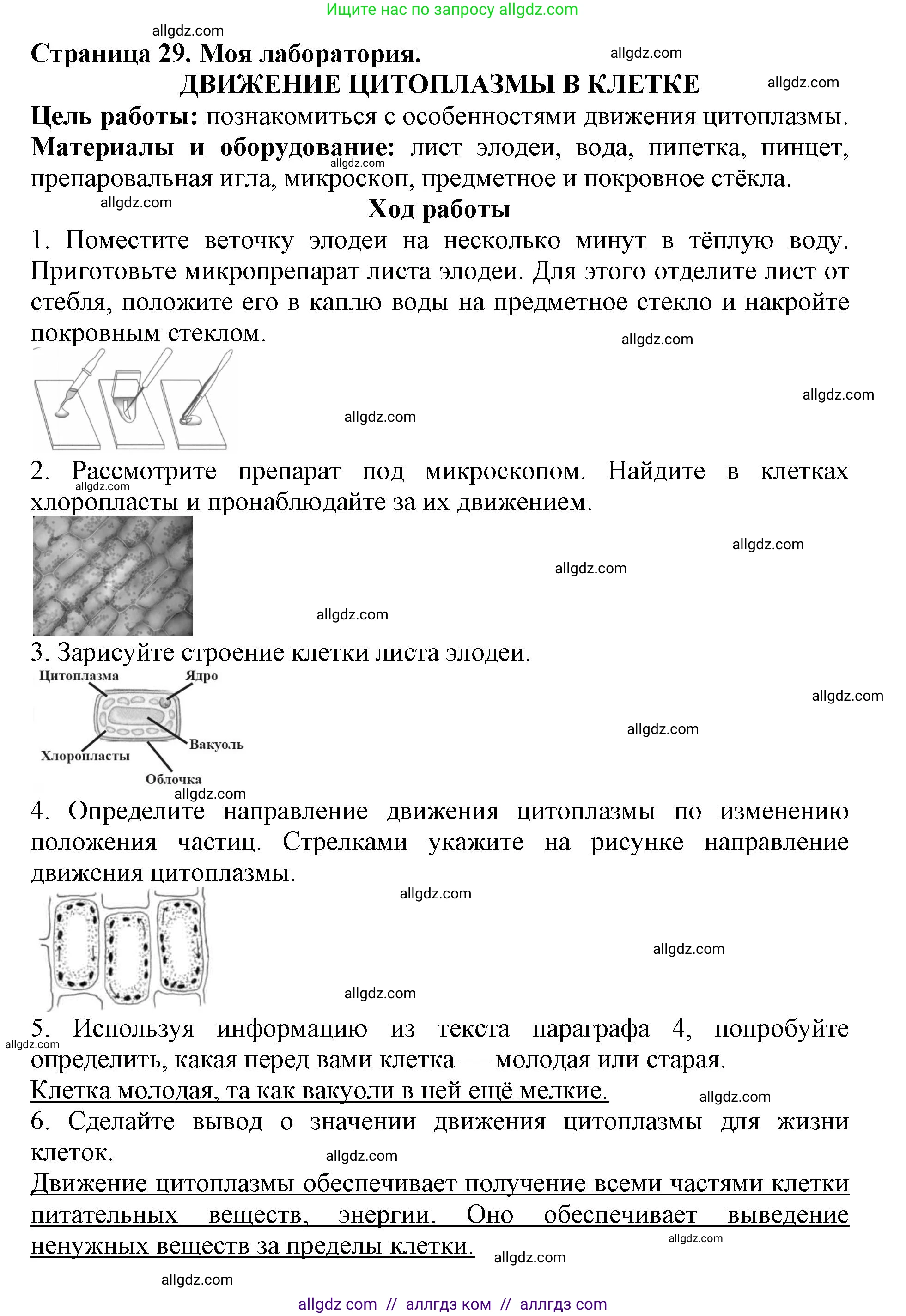 Биология, 6 класс Учебник, авторы: Пасечник Владимир Васильевич, Суматохин Сергей Витальевич, Гапонюк Зоя Георгиевна, Швецов Глеб Геннадьевич, издательство Просвещение, Москва, 2023, белого цвета, страница 29, Решение 1