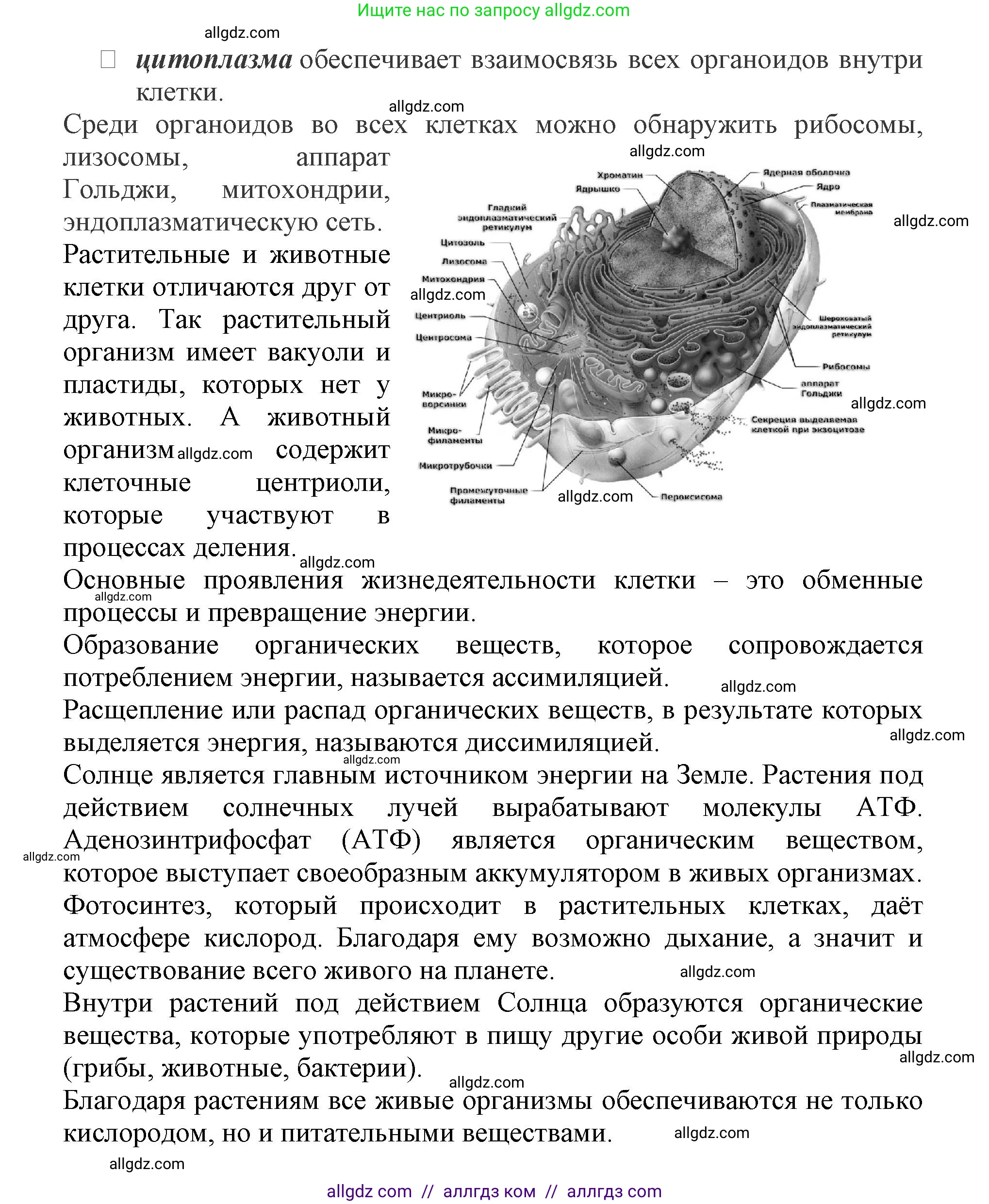 Биология, 6 класс Учебник, авторы: Пасечник Владимир Васильевич, Суматохин Сергей Витальевич, Гапонюк Зоя Георгиевна, Швецов Глеб Геннадьевич, издательство Просвещение, Москва, 2023, белого цвета, страница 38, номер 3, Решение 1 (продолжение 2)