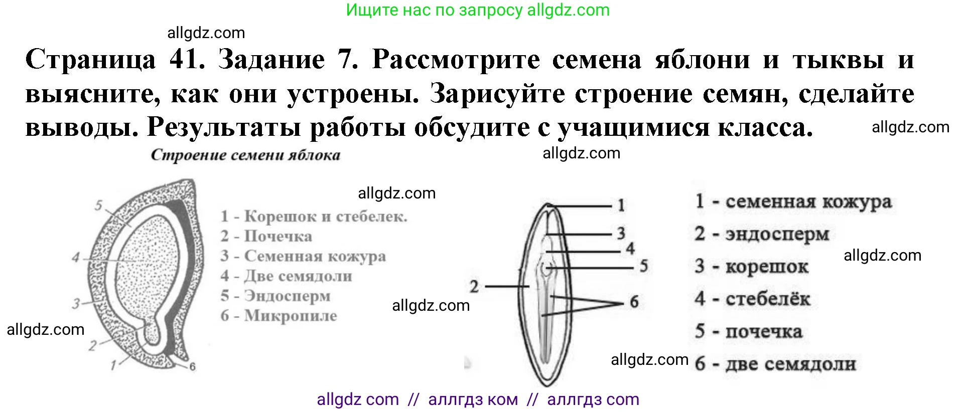 Биология, 6 класс Учебник, авторы: Пасечник Владимир Васильевич, Суматохин Сергей Витальевич, Гапонюк Зоя Георгиевна, Швецов Глеб Геннадьевич, издательство Просвещение, Москва, 2023, белого цвета, страница 41, номер 7, Решение 1