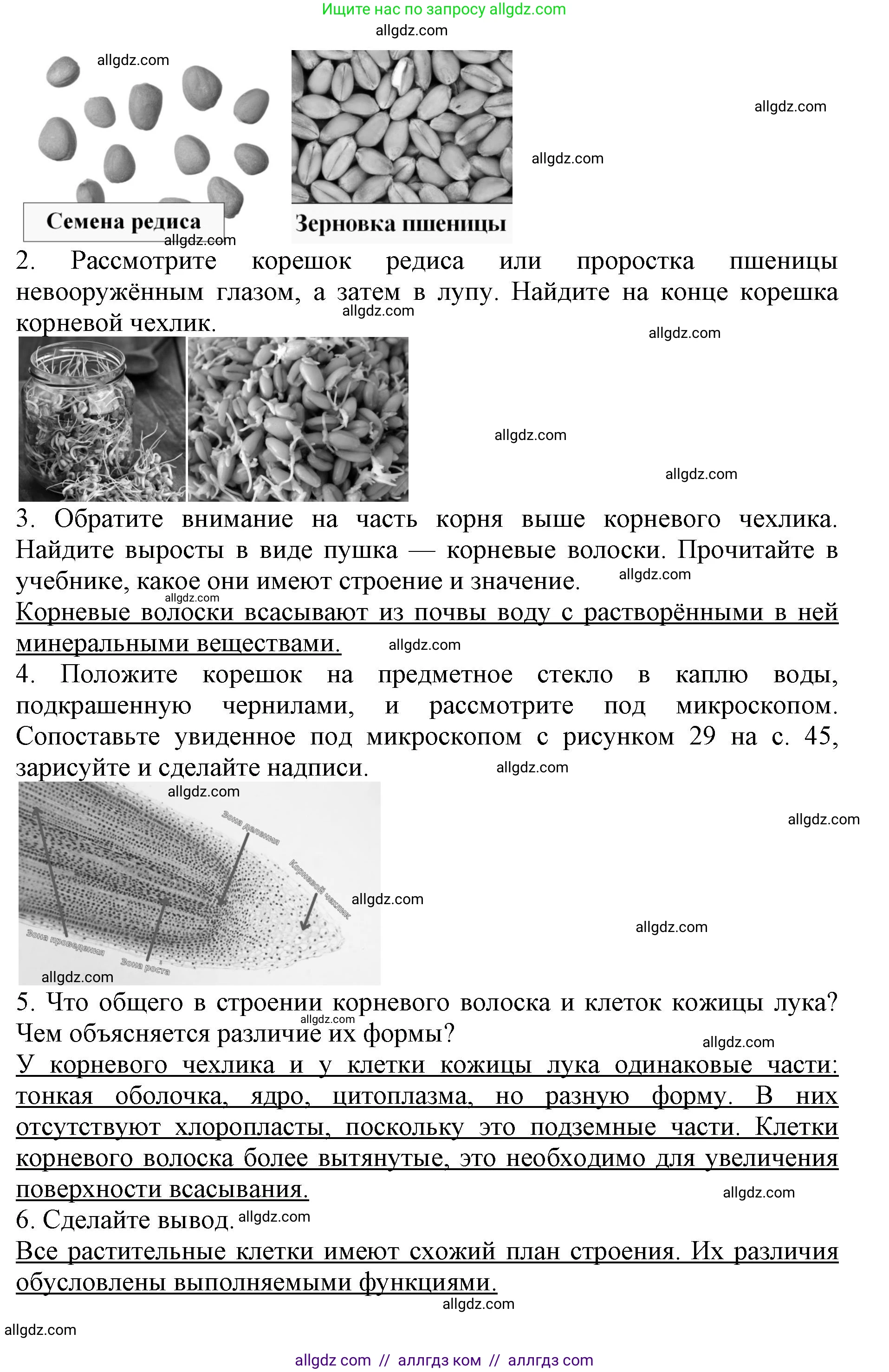 Биология, 6 класс Учебник, авторы: Пасечник Владимир Васильевич, Суматохин Сергей Витальевич, Гапонюк Зоя Георгиевна, Швецов Глеб Геннадьевич, издательство Просвещение, Москва, 2023, белого цвета, страница 47, Решение 1 (продолжение 3)
