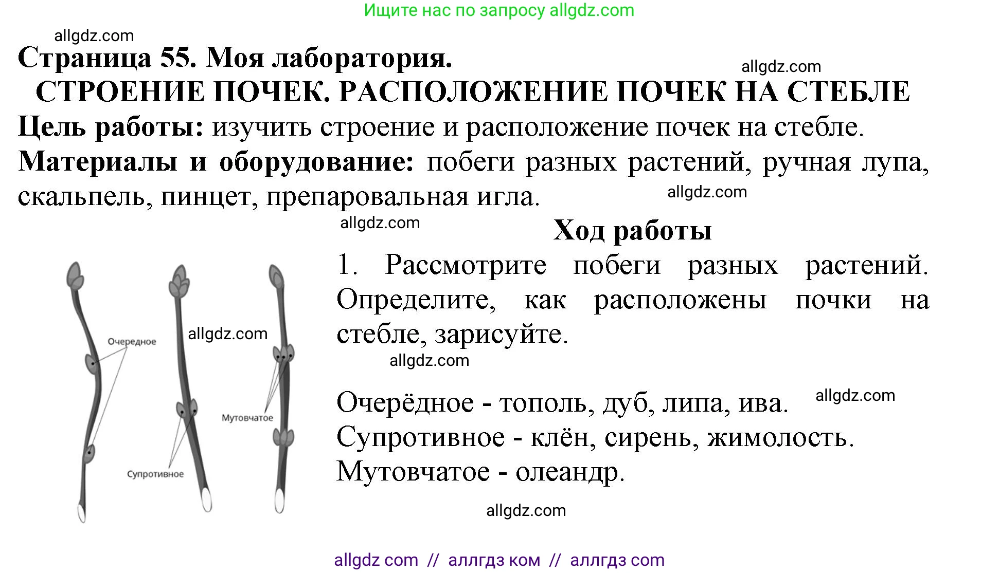 Биология, 6 класс Учебник, авторы: Пасечник Владимир Васильевич, Суматохин Сергей Витальевич, Гапонюк Зоя Георгиевна, Швецов Глеб Геннадьевич, издательство Просвещение, Москва, 2023, белого цвета, страница 55, Решение 1