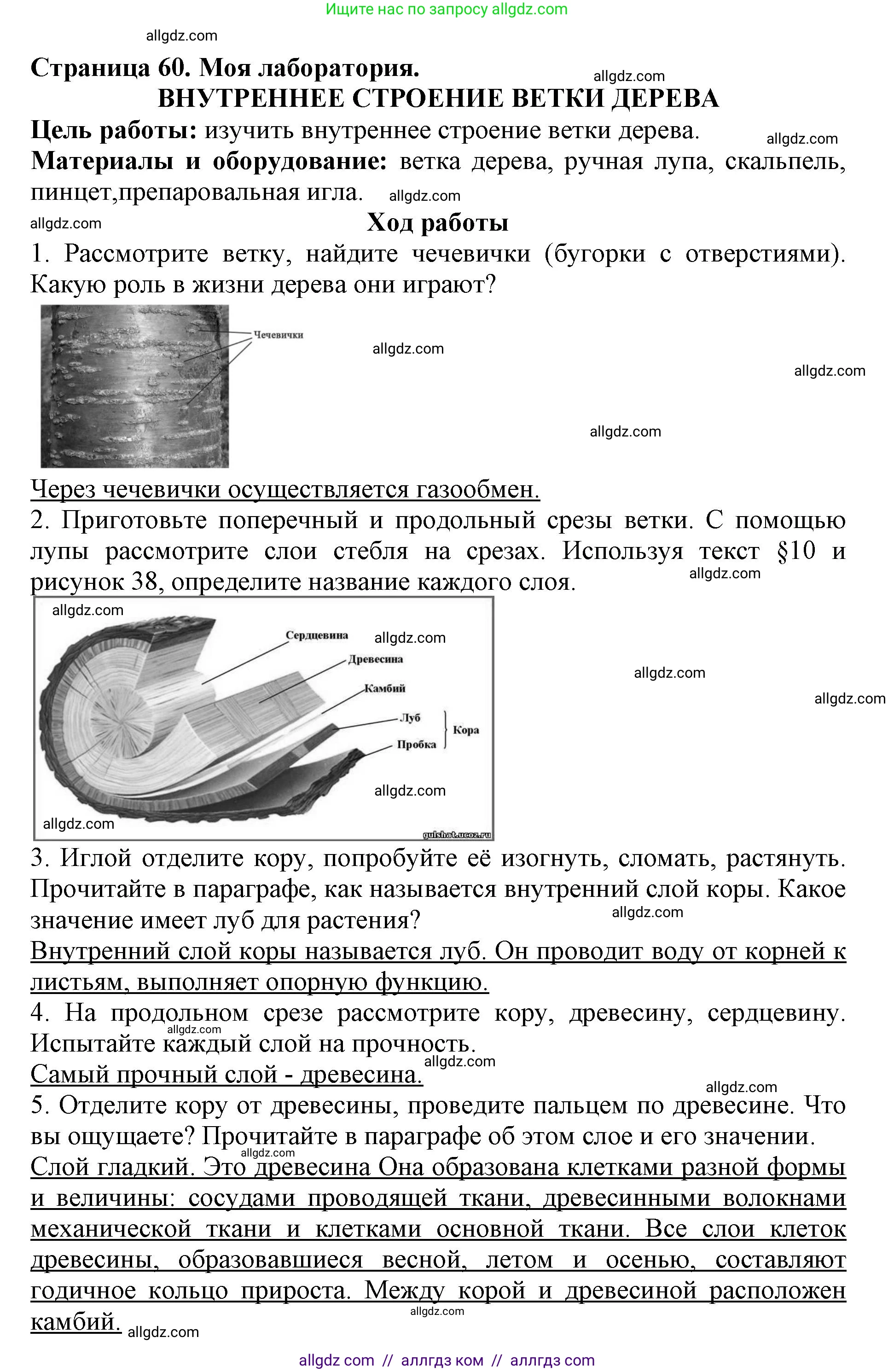 Биология, 6 класс Учебник, авторы: Пасечник Владимир Васильевич, Суматохин Сергей Витальевич, Гапонюк Зоя Георгиевна, Швецов Глеб Геннадьевич, издательство Просвещение, Москва, 2023, белого цвета, страница 60, Решение 1