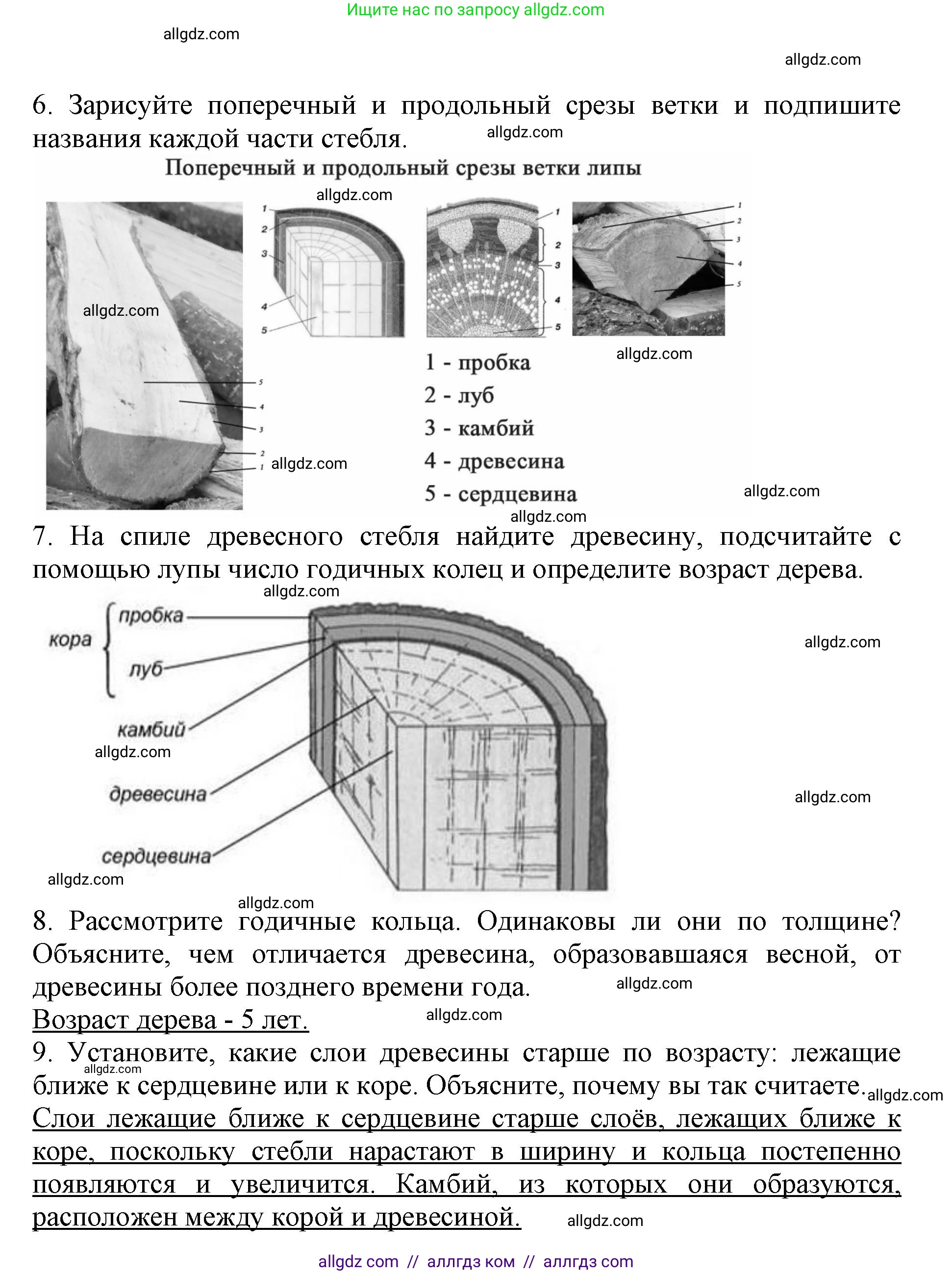 Биология, 6 класс Учебник, авторы: Пасечник Владимир Васильевич, Суматохин Сергей Витальевич, Гапонюк Зоя Георгиевна, Швецов Глеб Геннадьевич, издательство Просвещение, Москва, 2023, белого цвета, страница 60, Решение 1 (продолжение 2)
