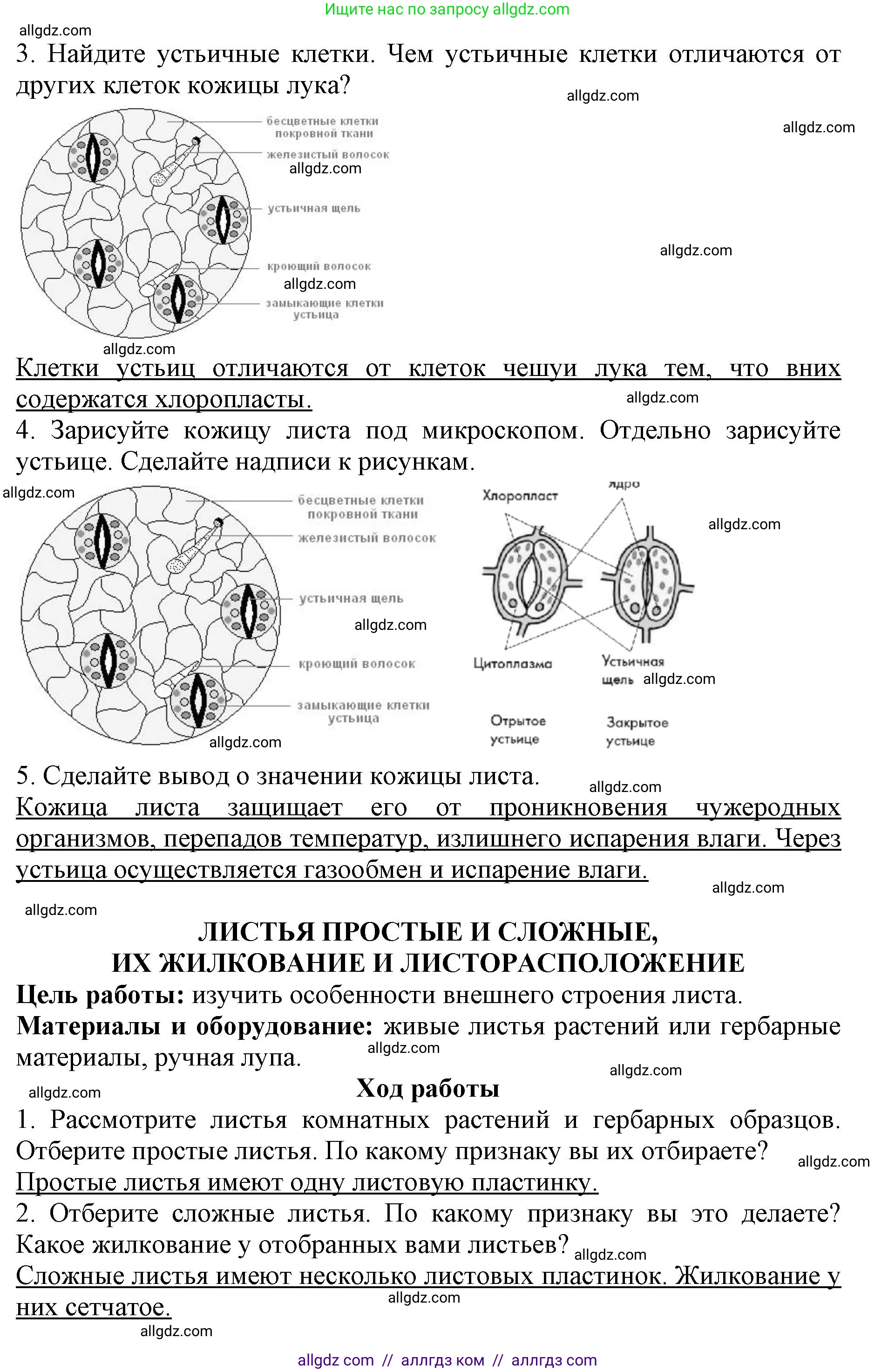 Биология, 6 класс Учебник, авторы: Пасечник Владимир Васильевич, Суматохин Сергей Витальевич, Гапонюк Зоя Георгиевна, Швецов Глеб Геннадьевич, издательство Просвещение, Москва, 2023, белого цвета, страница 67, Решение 1 (продолжение 2)