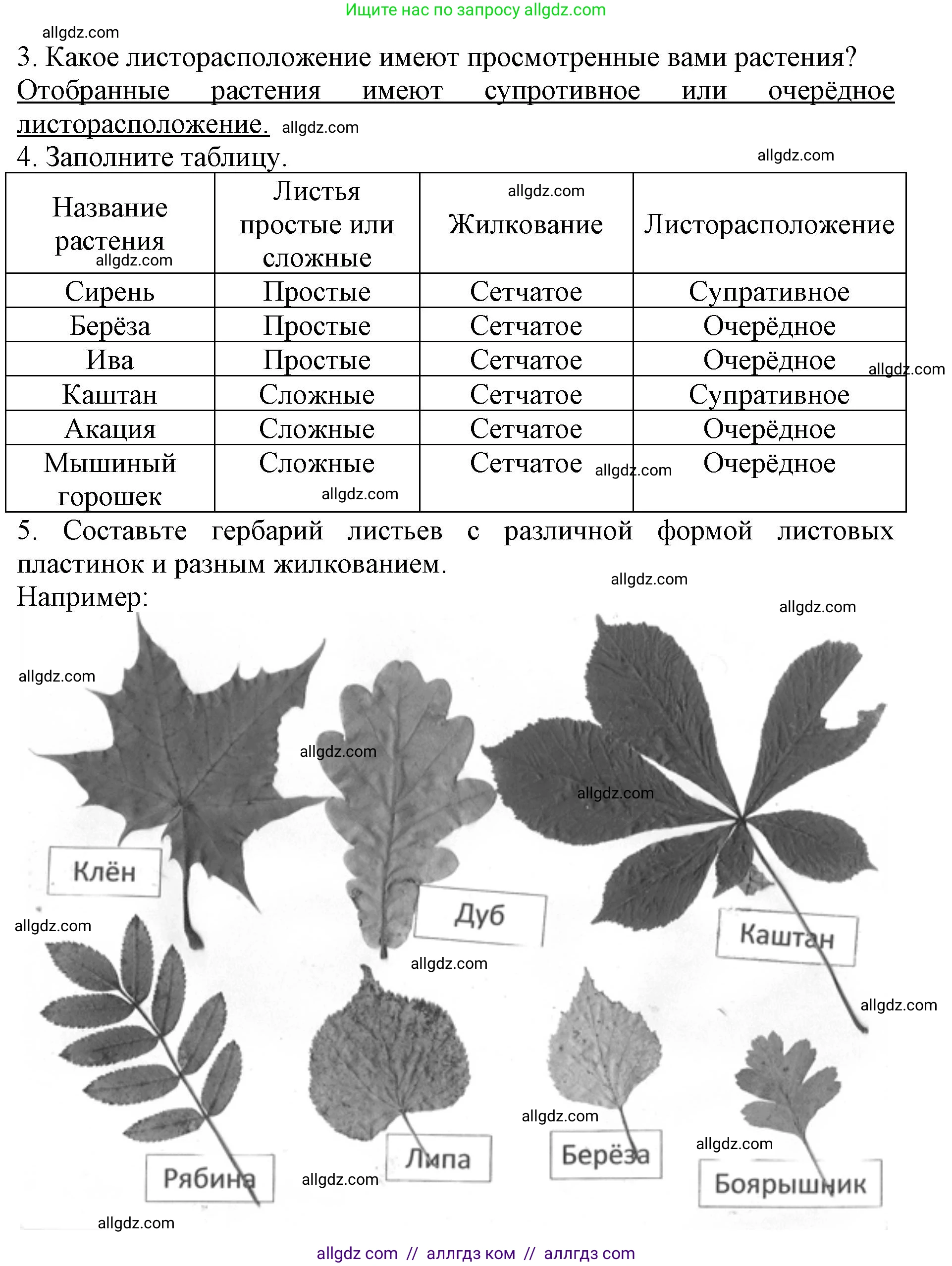 Биология, 6 класс Учебник, авторы: Пасечник Владимир Васильевич, Суматохин Сергей Витальевич, Гапонюк Зоя Георгиевна, Швецов Глеб Геннадьевич, издательство Просвещение, Москва, 2023, белого цвета, страница 67, Решение 1 (продолжение 3)