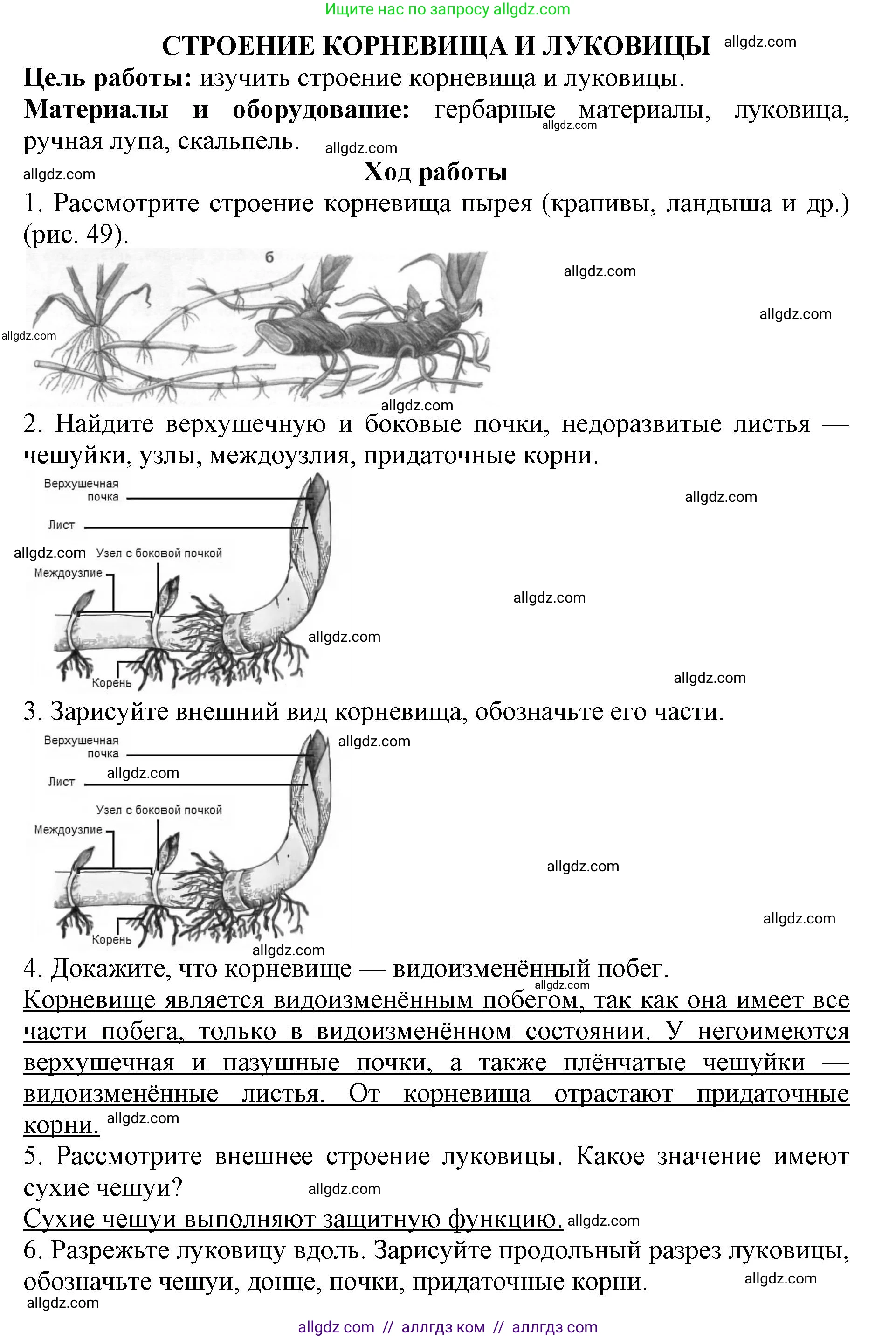 Биология, 6 класс Учебник, авторы: Пасечник Владимир Васильевич, Суматохин Сергей Витальевич, Гапонюк Зоя Георгиевна, Швецов Глеб Геннадьевич, издательство Просвещение, Москва, 2023, белого цвета, страница 73, Решение 1 (продолжение 2)