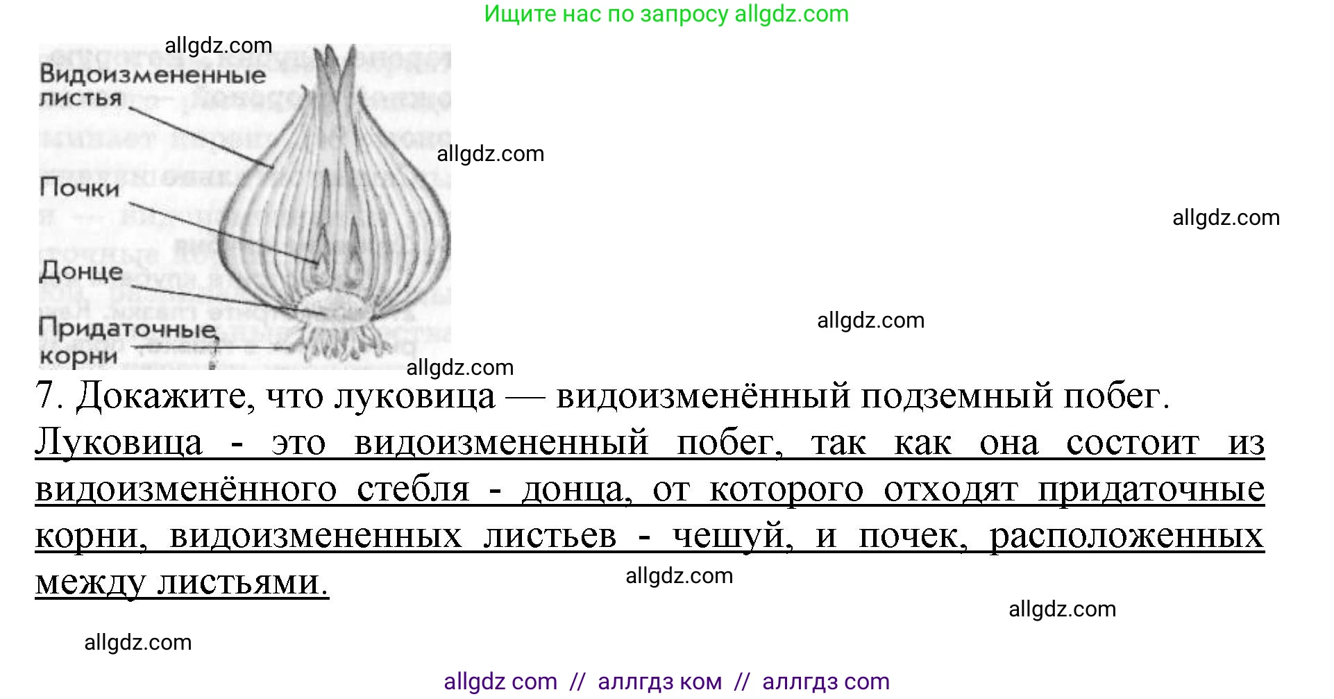 Биология, 6 класс Учебник, авторы: Пасечник Владимир Васильевич, Суматохин Сергей Витальевич, Гапонюк Зоя Георгиевна, Швецов Глеб Геннадьевич, издательство Просвещение, Москва, 2023, белого цвета, страница 73, Решение 1 (продолжение 3)