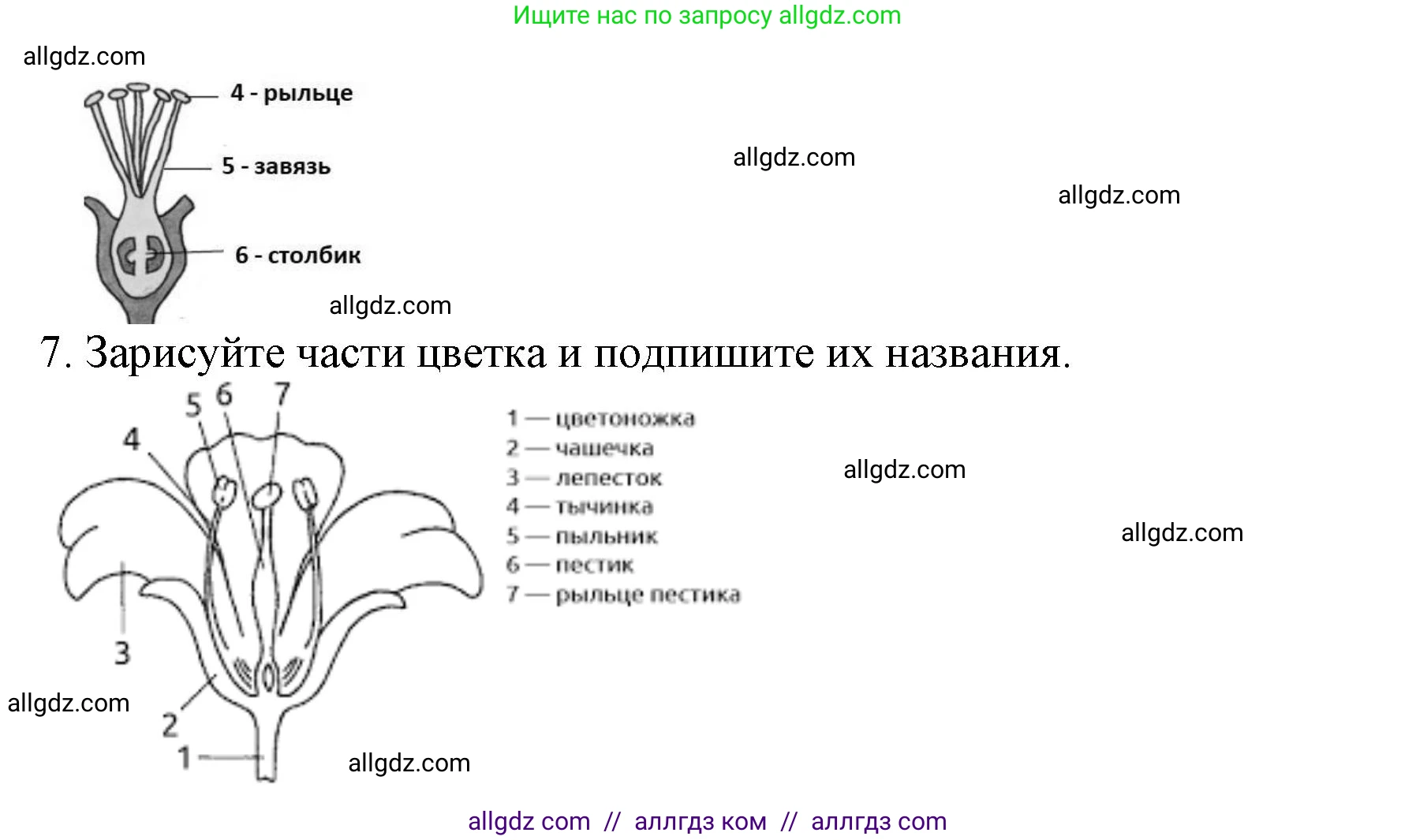Биология, 6 класс Учебник, авторы: Пасечник Владимир Васильевич, Суматохин Сергей Витальевич, Гапонюк Зоя Георгиевна, Швецов Глеб Геннадьевич, издательство Просвещение, Москва, 2023, белого цвета, страница 77, Решение 1 (продолжение 2)