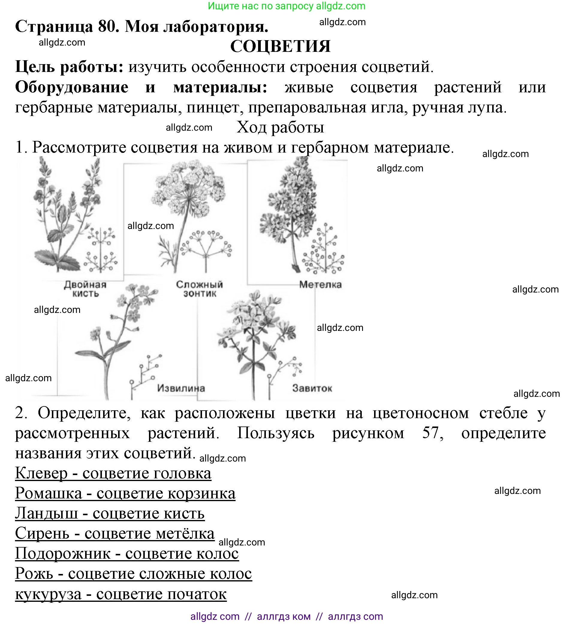 Биология, 6 класс Учебник, авторы: Пасечник Владимир Васильевич, Суматохин Сергей Витальевич, Гапонюк Зоя Георгиевна, Швецов Глеб Геннадьевич, издательство Просвещение, Москва, 2023, белого цвета, страница 80, Решение 1