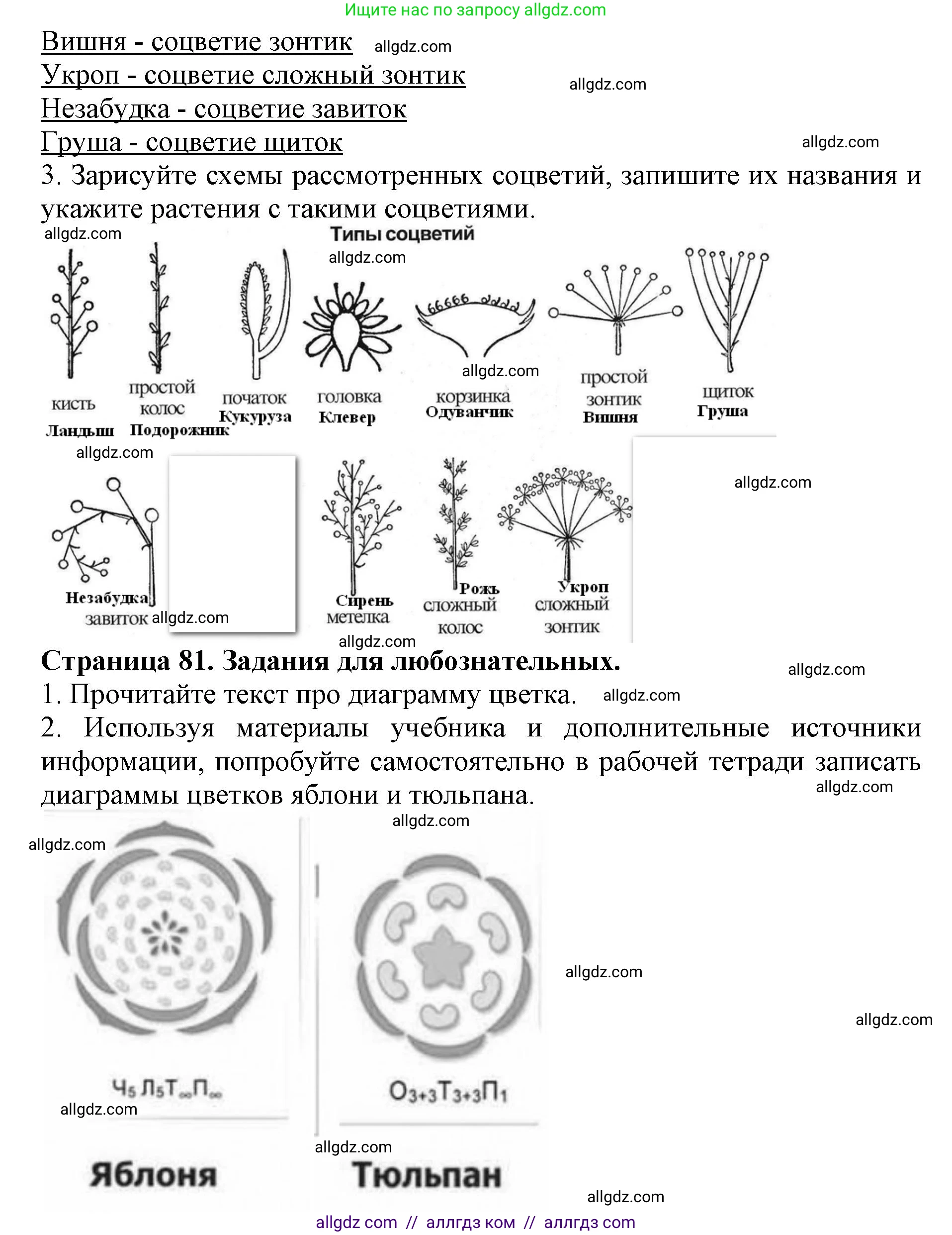 Биология, 6 класс Учебник, авторы: Пасечник Владимир Васильевич, Суматохин Сергей Витальевич, Гапонюк Зоя Георгиевна, Швецов Глеб Геннадьевич, издательство Просвещение, Москва, 2023, белого цвета, страница 80, Решение 1 (продолжение 2)