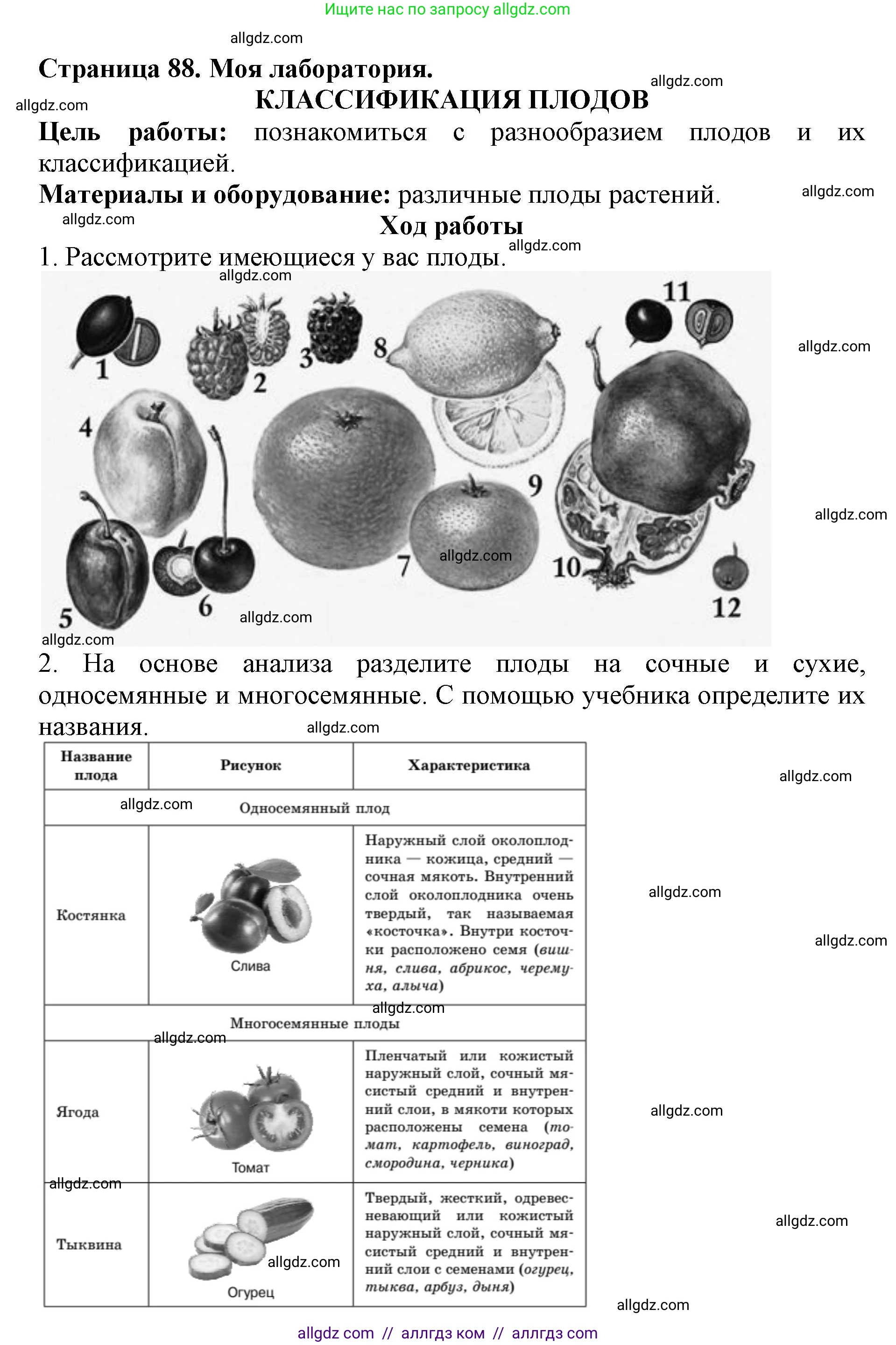 Биология, 6 класс Учебник, авторы: Пасечник Владимир Васильевич, Суматохин Сергей Витальевич, Гапонюк Зоя Георгиевна, Швецов Глеб Геннадьевич, издательство Просвещение, Москва, 2023, белого цвета, страница 88, Решение 1