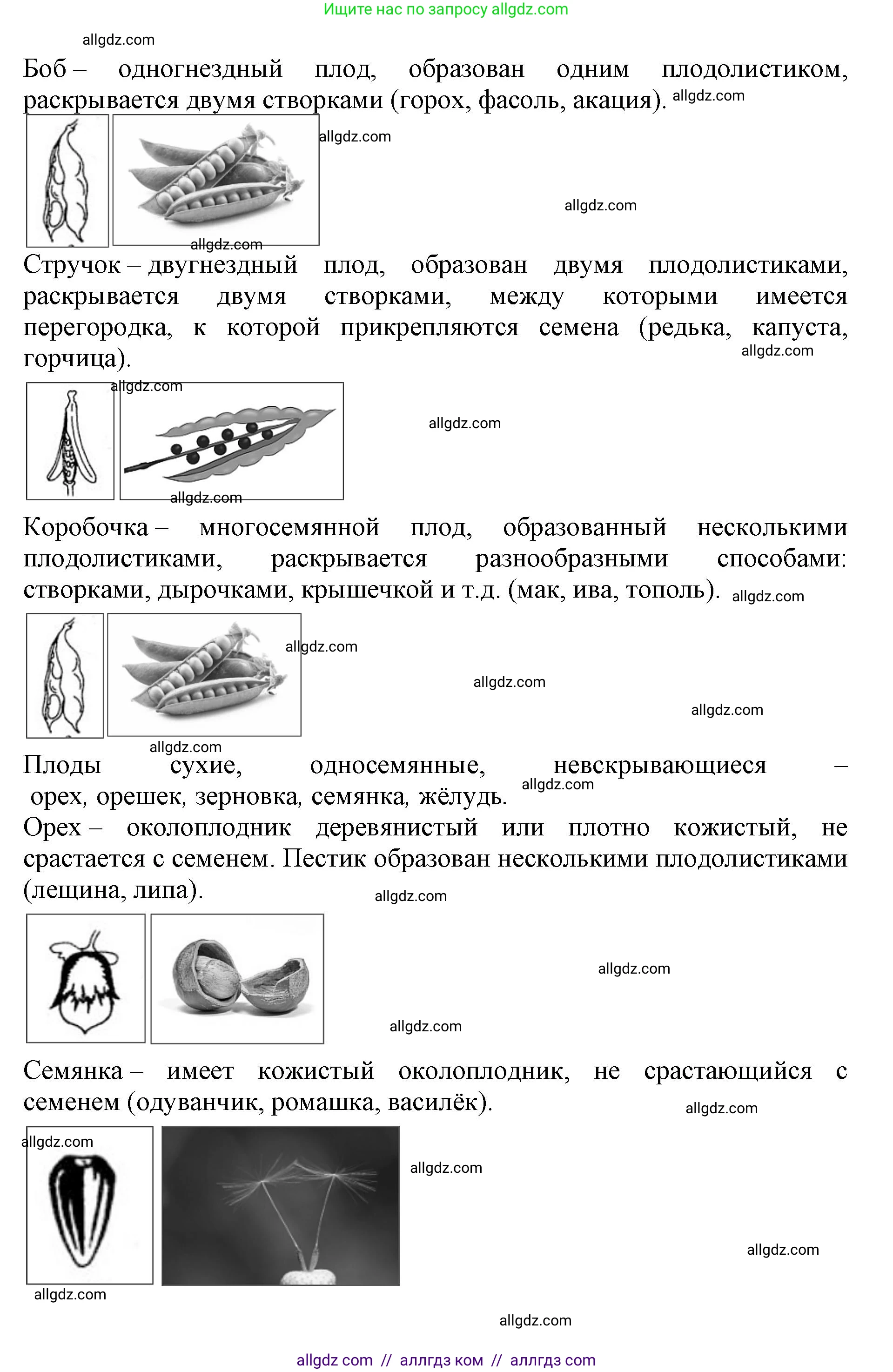 Биология, 6 класс Учебник, авторы: Пасечник Владимир Васильевич, Суматохин Сергей Витальевич, Гапонюк Зоя Георгиевна, Швецов Глеб Геннадьевич, издательство Просвещение, Москва, 2023, белого цвета, страница 88, Решение 1 (продолжение 6)