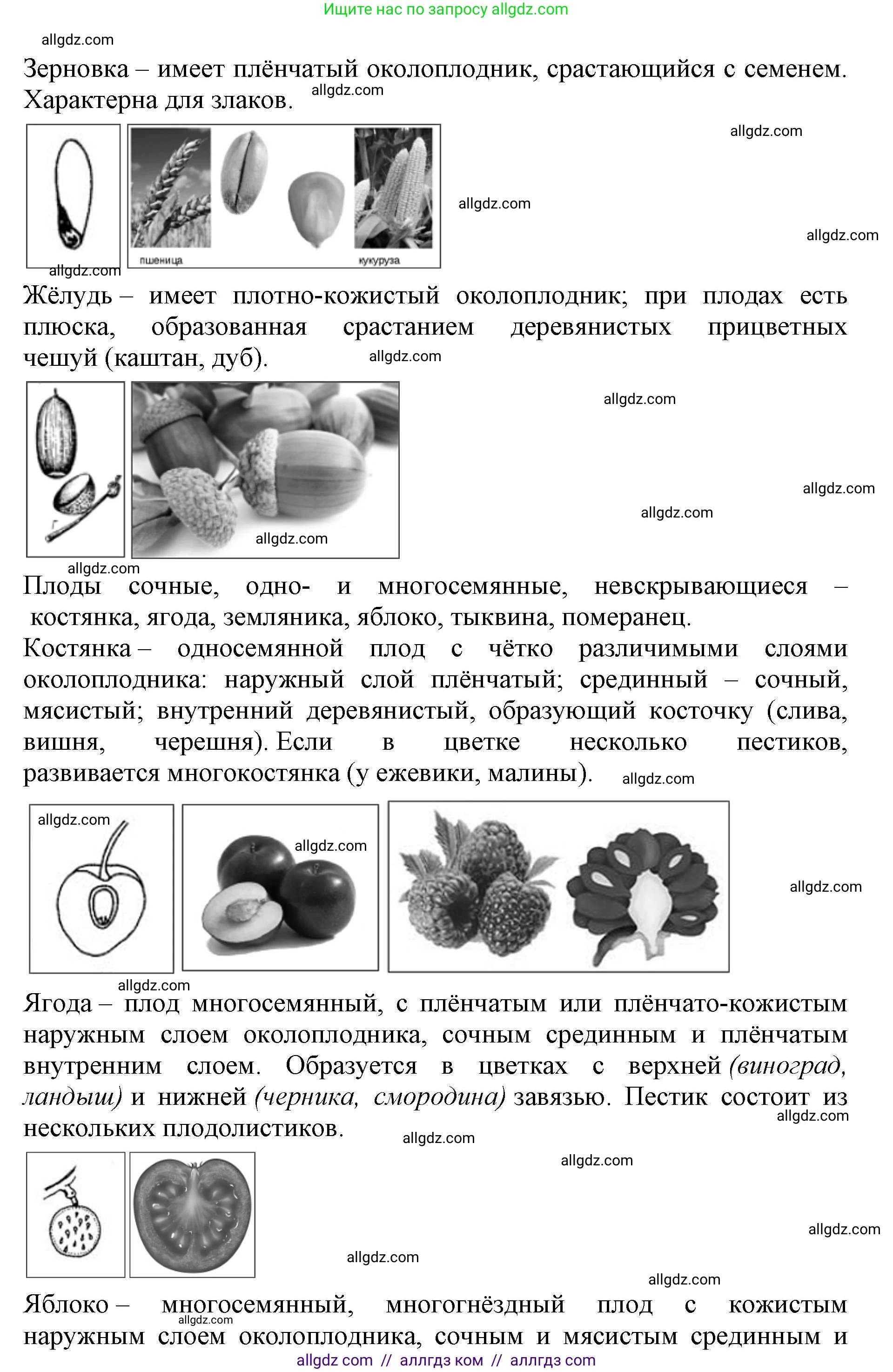Биология, 6 класс Учебник, авторы: Пасечник Владимир Васильевич, Суматохин Сергей Витальевич, Гапонюк Зоя Георгиевна, Швецов Глеб Геннадьевич, издательство Просвещение, Москва, 2023, белого цвета, страница 88, Решение 1 (продолжение 7)