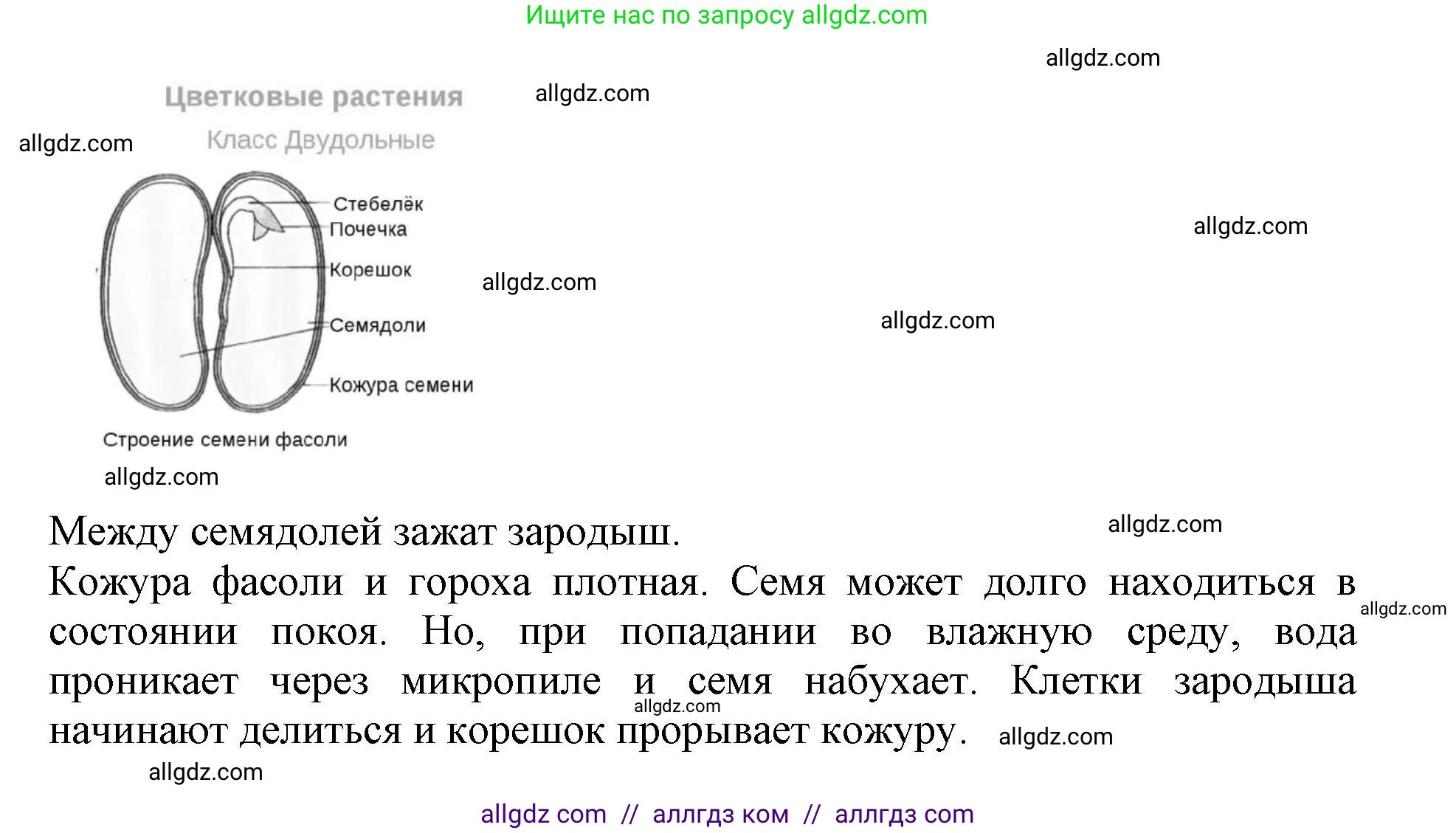 Биология, 6 класс Учебник, авторы: Пасечник Владимир Васильевич, Суматохин Сергей Витальевич, Гапонюк Зоя Георгиевна, Швецов Глеб Геннадьевич, издательство Просвещение, Москва, 2023, белого цвета, страница 90, номер 1, Решение 1 (продолжение 4)