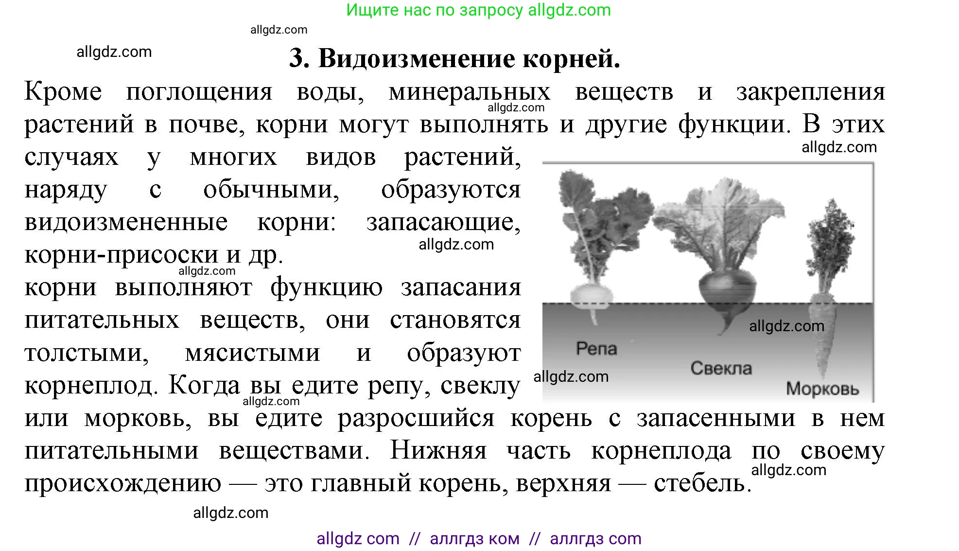 Биология, 6 класс Учебник, авторы: Пасечник Владимир Васильевич, Суматохин Сергей Витальевич, Гапонюк Зоя Георгиевна, Швецов Глеб Геннадьевич, издательство Просвещение, Москва, 2023, белого цвета, страница 90, номер 3, Решение 1