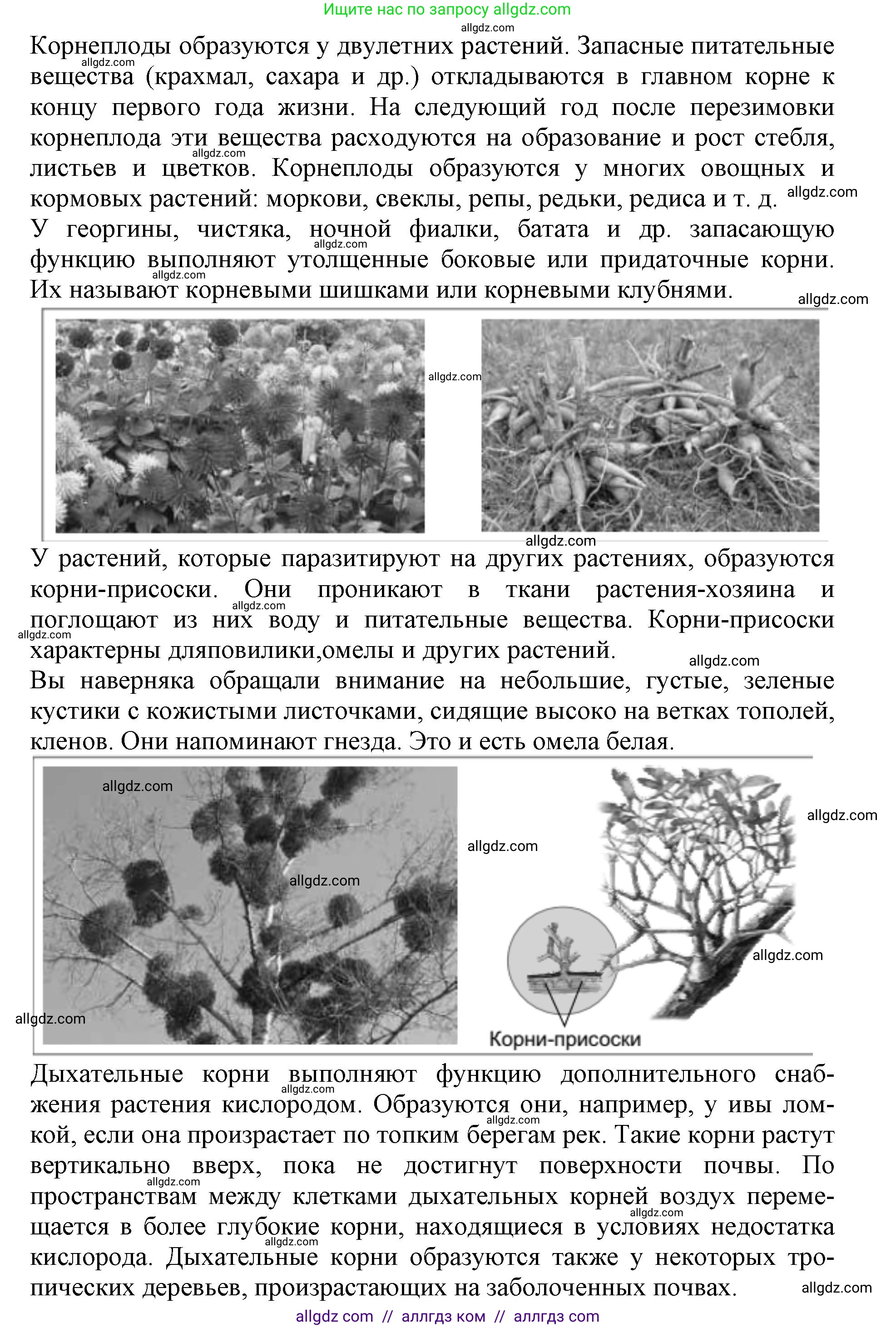 Биология, 6 класс Учебник, авторы: Пасечник Владимир Васильевич, Суматохин Сергей Витальевич, Гапонюк Зоя Георгиевна, Швецов Глеб Геннадьевич, издательство Просвещение, Москва, 2023, белого цвета, страница 90, номер 3, Решение 1 (продолжение 2)