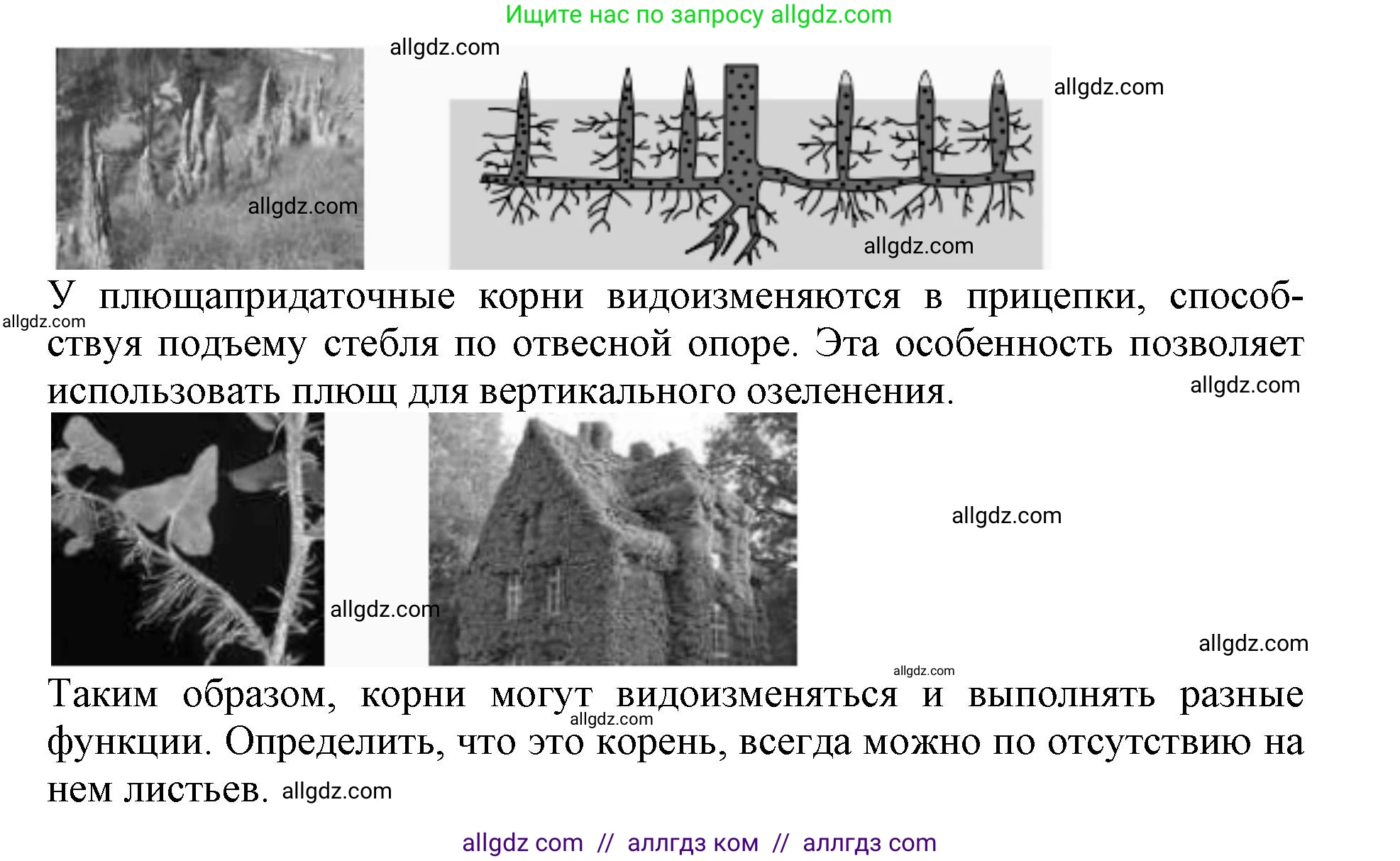 Биология, 6 класс Учебник, авторы: Пасечник Владимир Васильевич, Суматохин Сергей Витальевич, Гапонюк Зоя Георгиевна, Швецов Глеб Геннадьевич, издательство Просвещение, Москва, 2023, белого цвета, страница 90, номер 3, Решение 1 (продолжение 3)